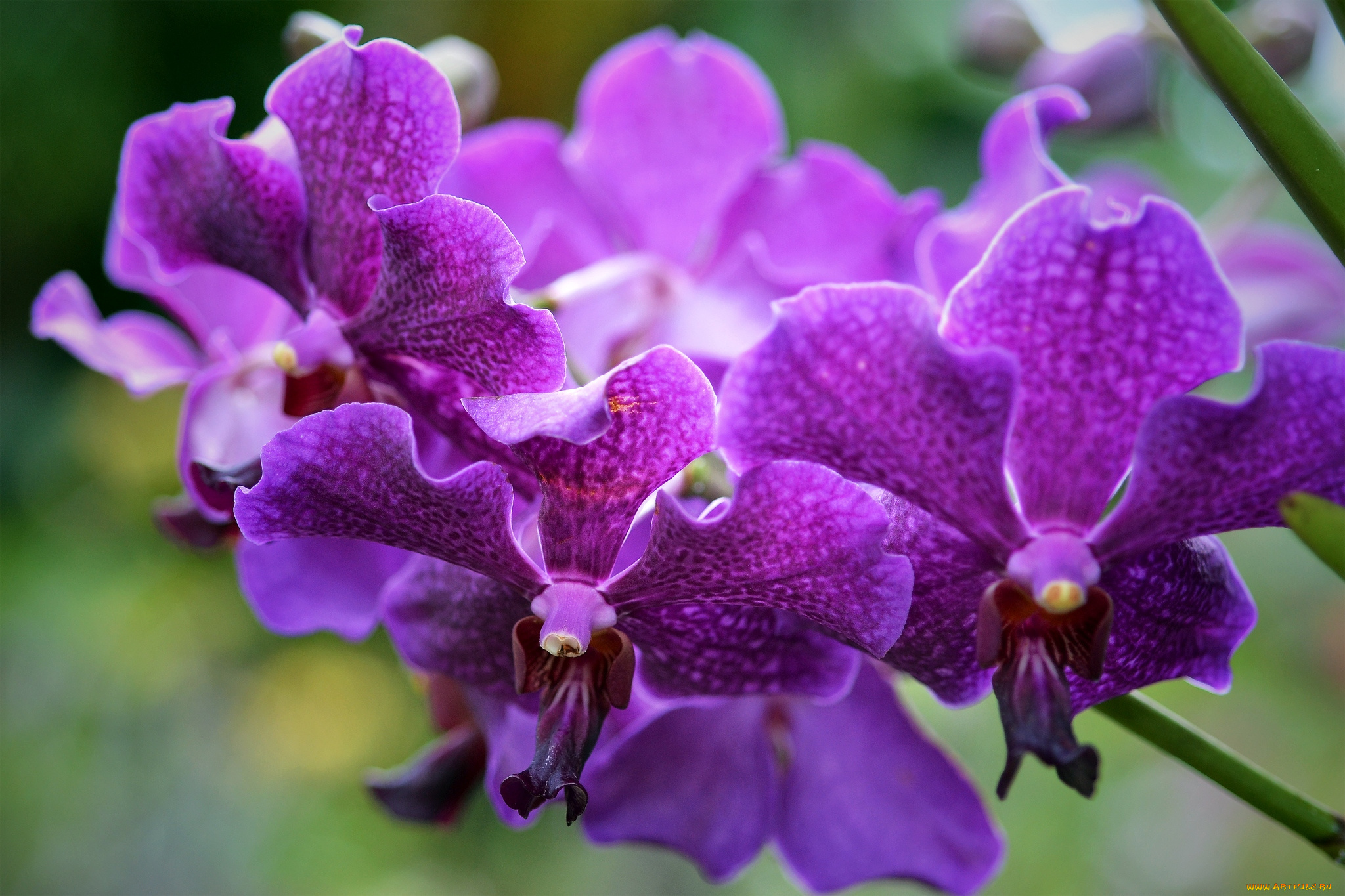 цветы, орхидеи, лиловый, ветка, экзотика