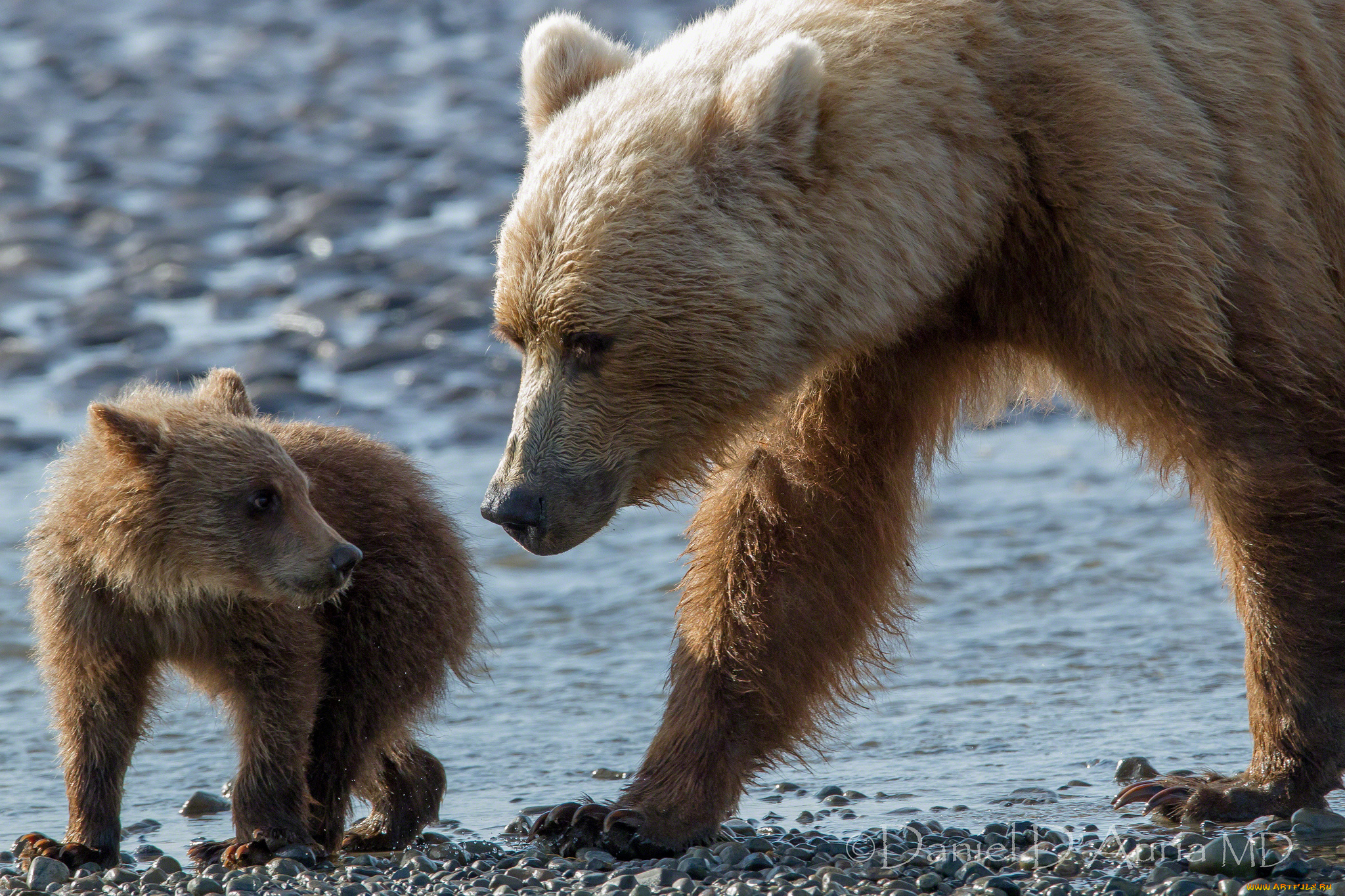 животные, медведи, малыш, мама