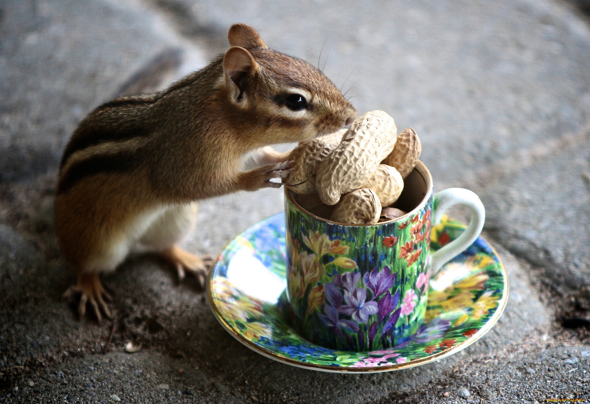 животные, бурундуки, лакомство, арахис, зверек