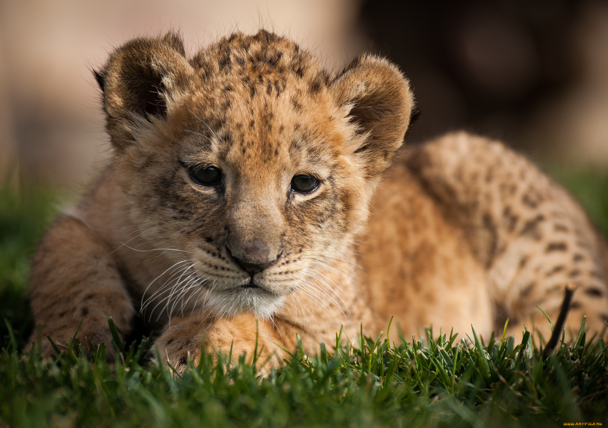 животные, львы, малыш, львенок
