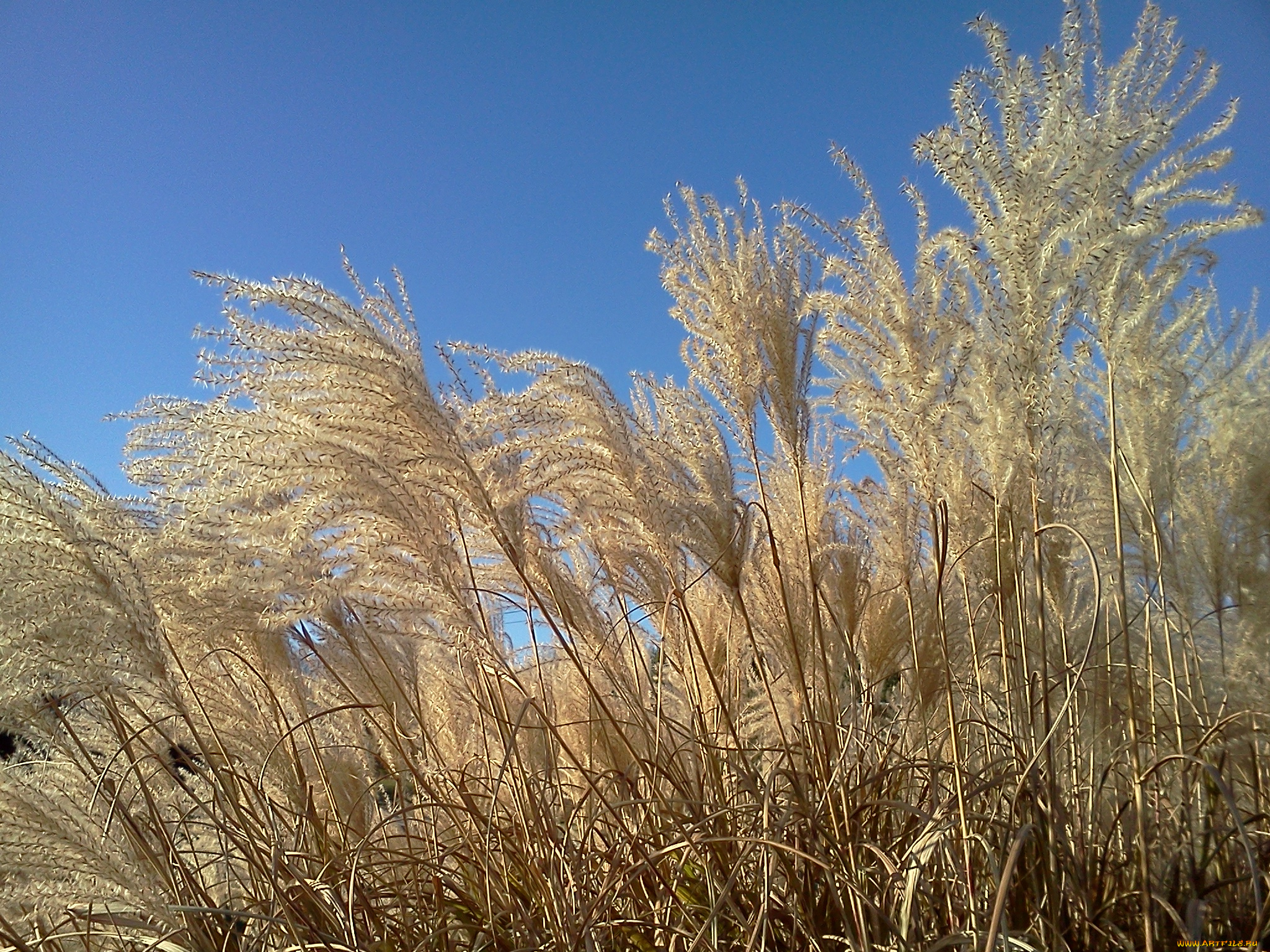 природа, луга, осень, трава