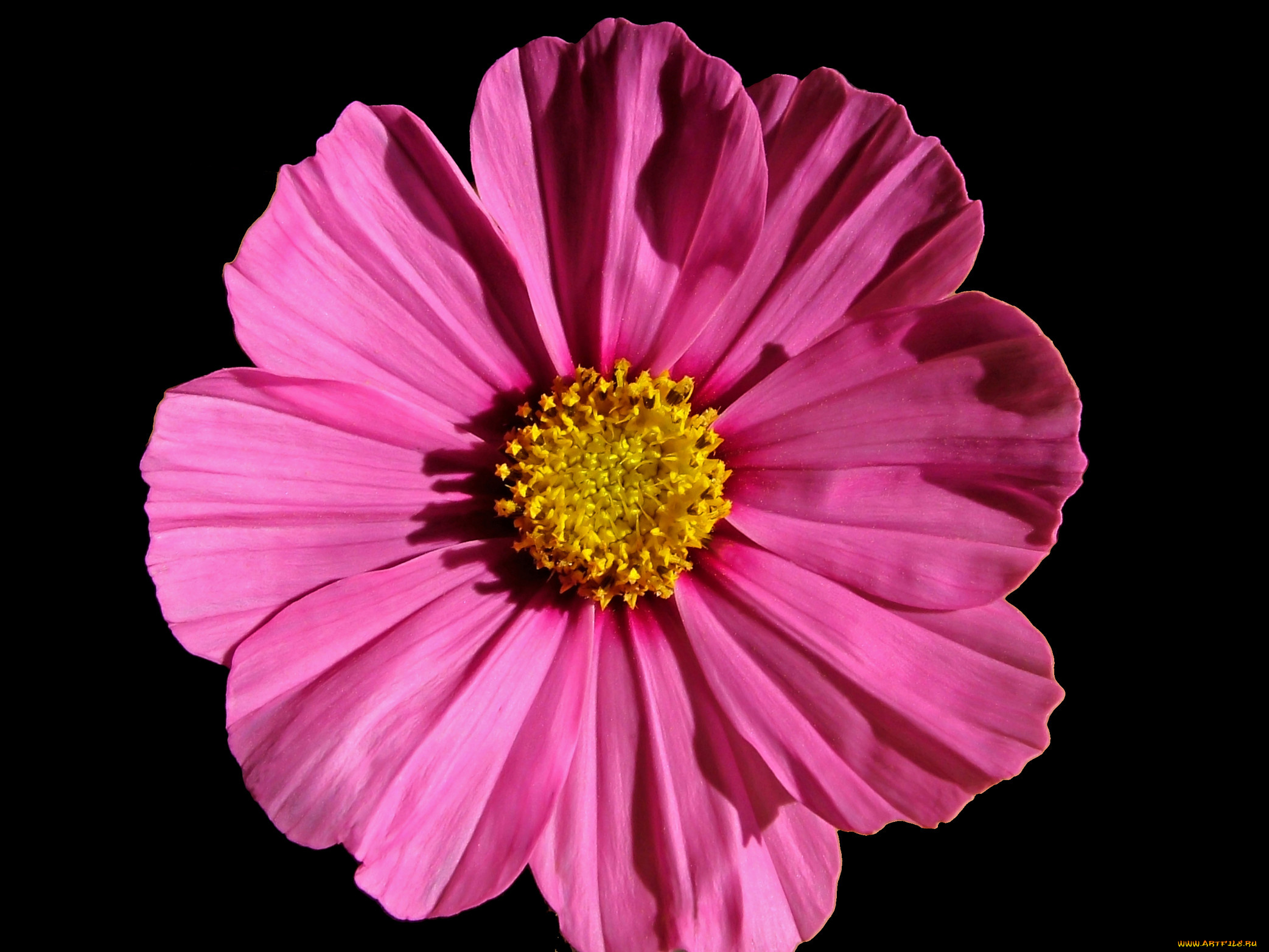 цветы, космея, лепестки