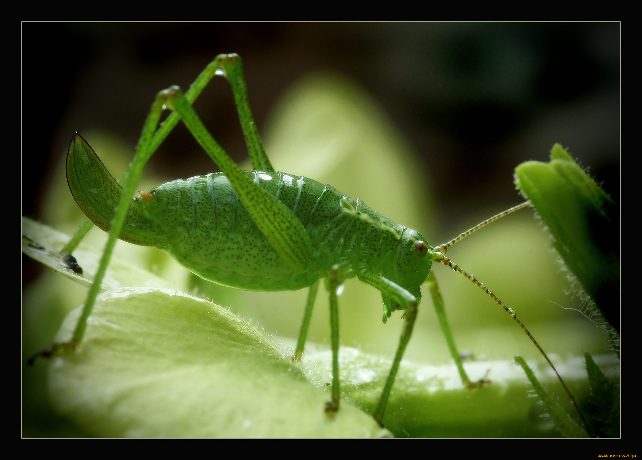 животные, кузнечики, саранча