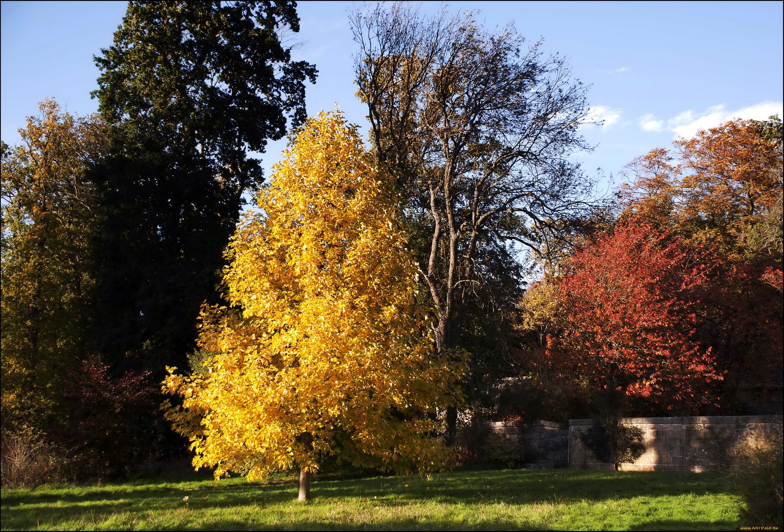 природа, деревья, осень