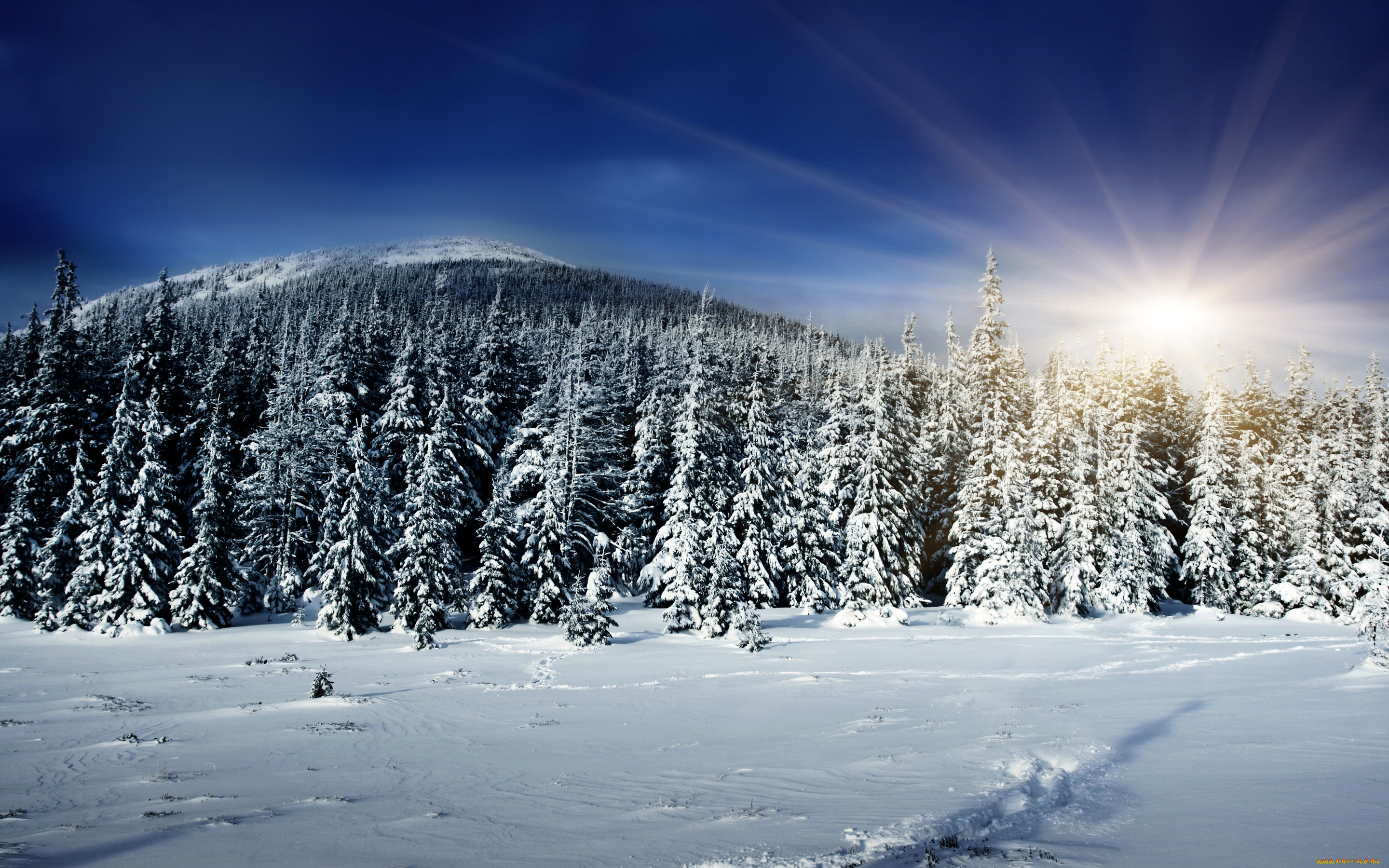 природа, зима, солнце, лес, зила, снег