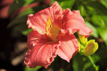 Картинка цветы лилии лилейники бутоны