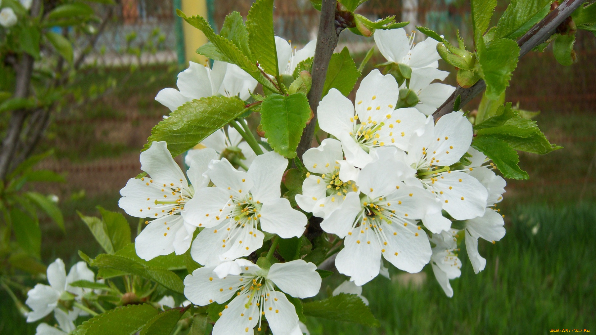 цветы, цветущие, деревья, , , кустарники