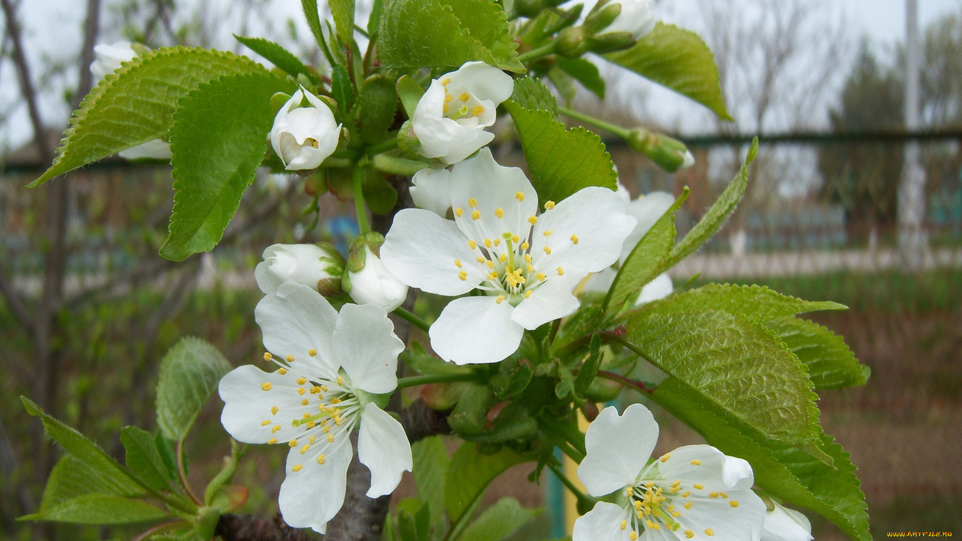 цветы, цветущие, деревья, , , кустарники