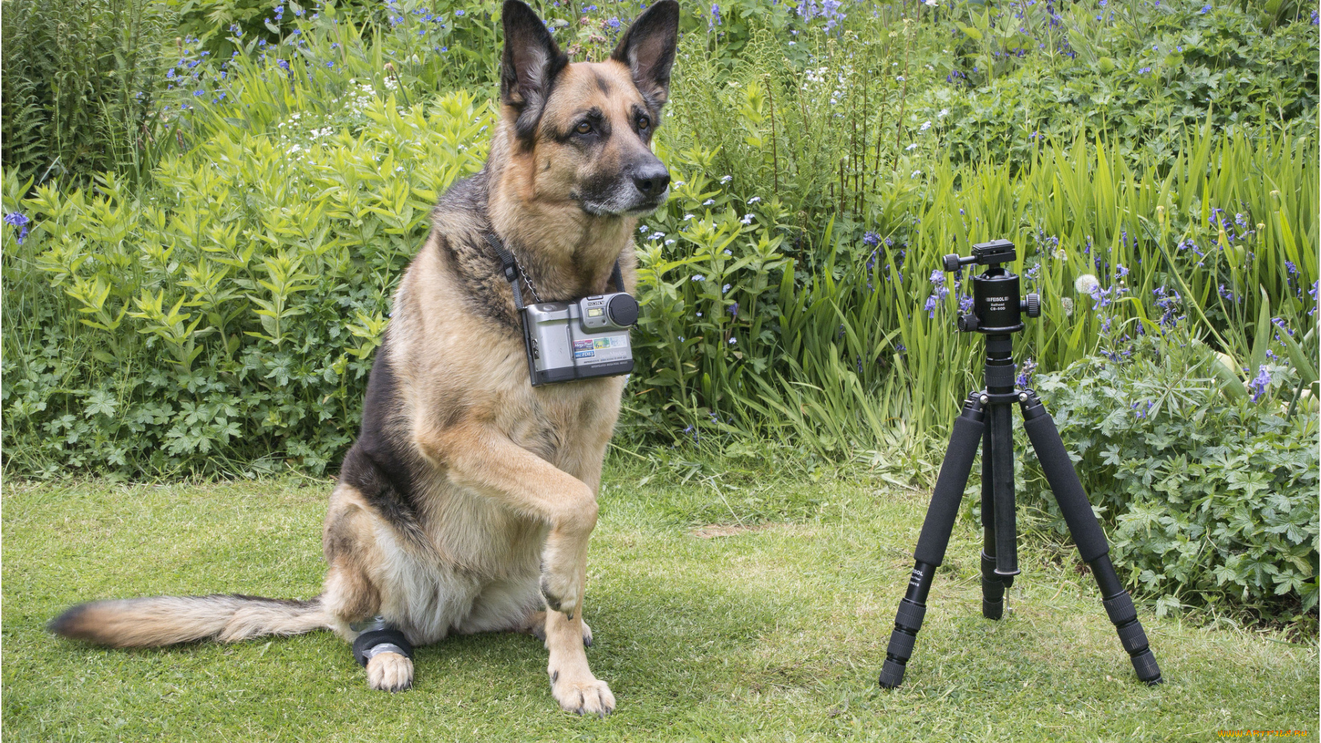 хвостатый, фотограф, животные, собаки