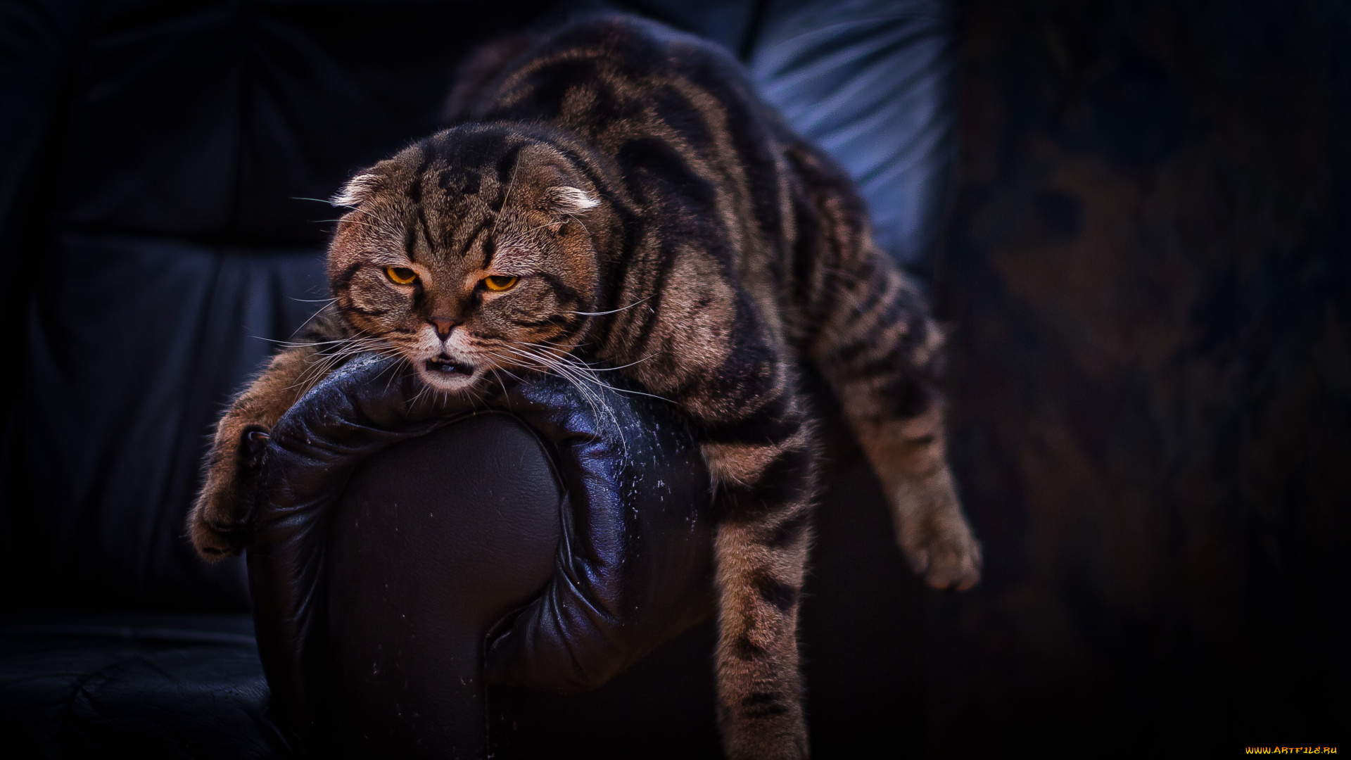 захар, животные, коты