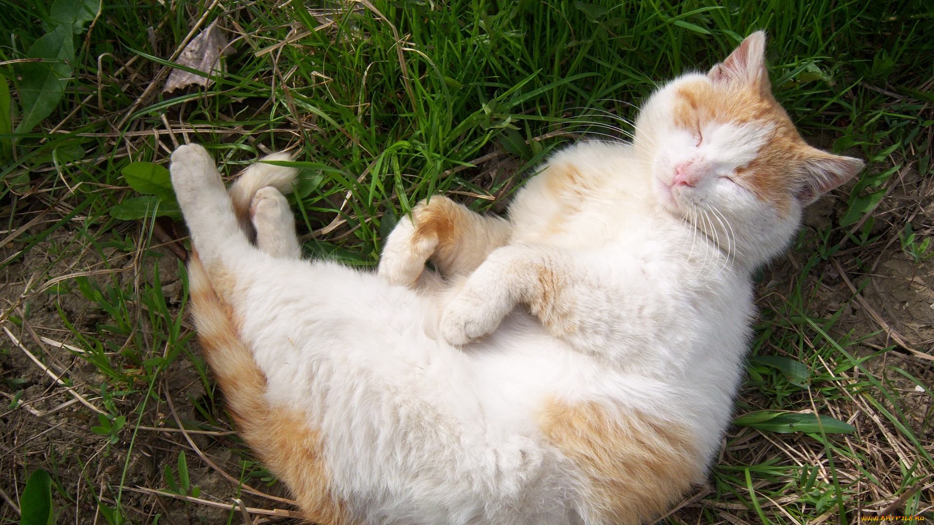 животные, коты