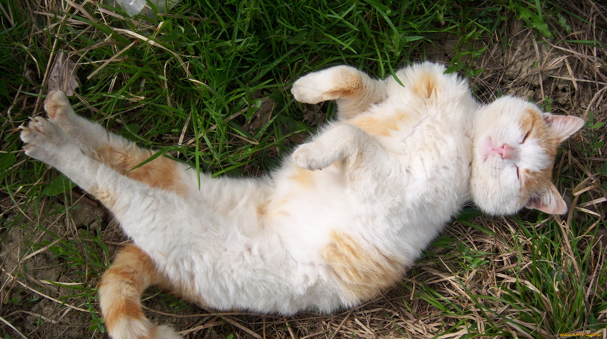 животные, коты