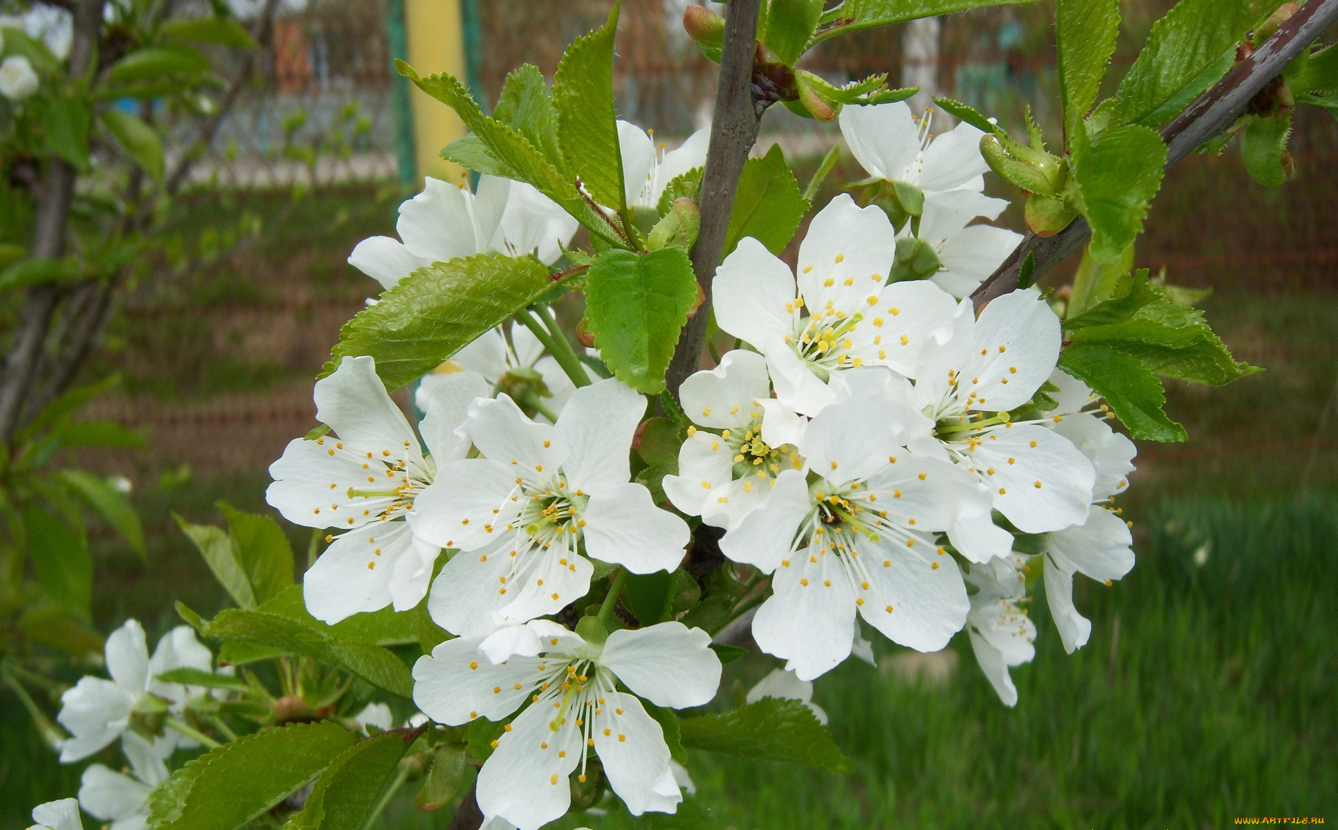 цветы, цветущие, деревья, , , кустарники