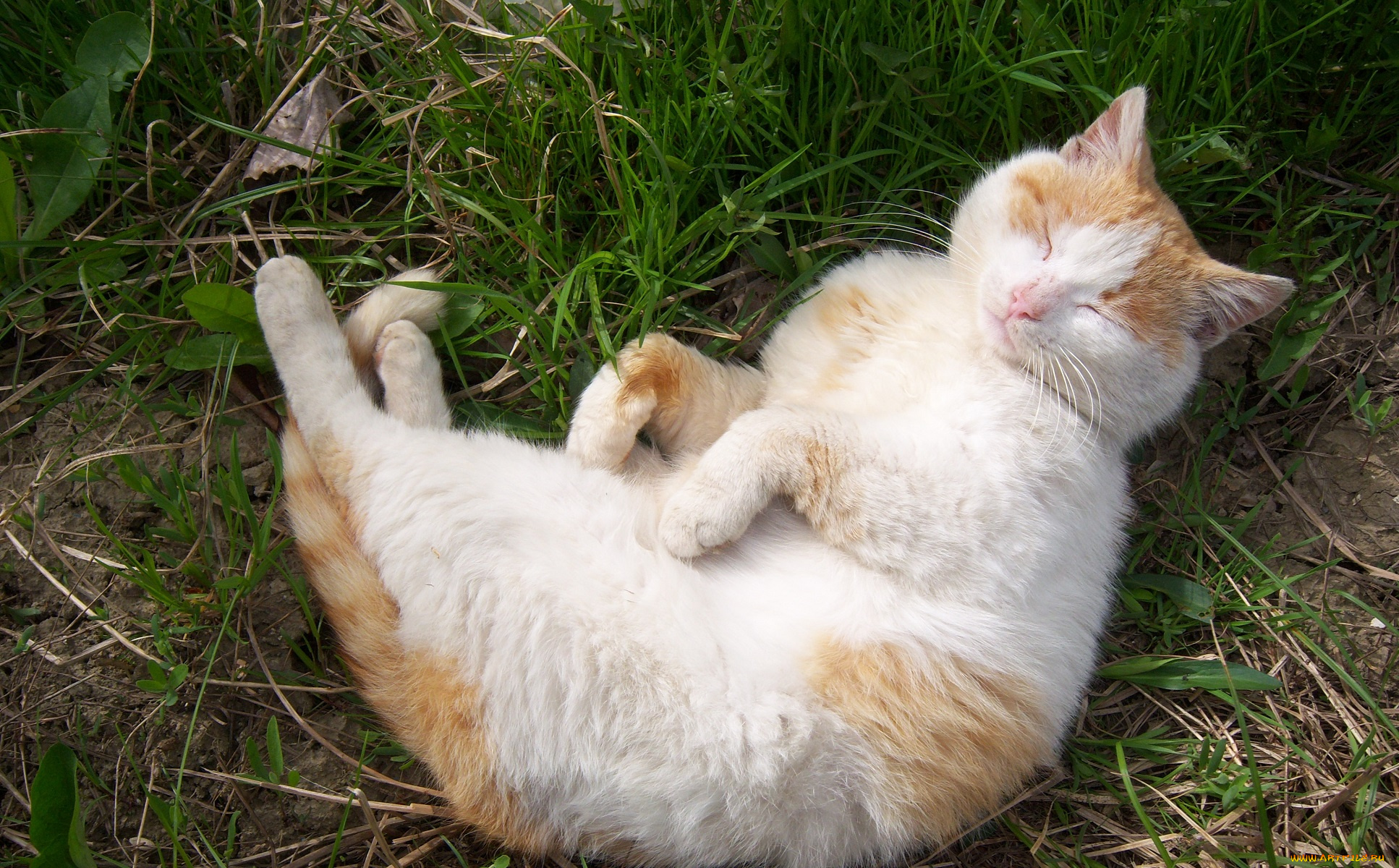 животные, коты