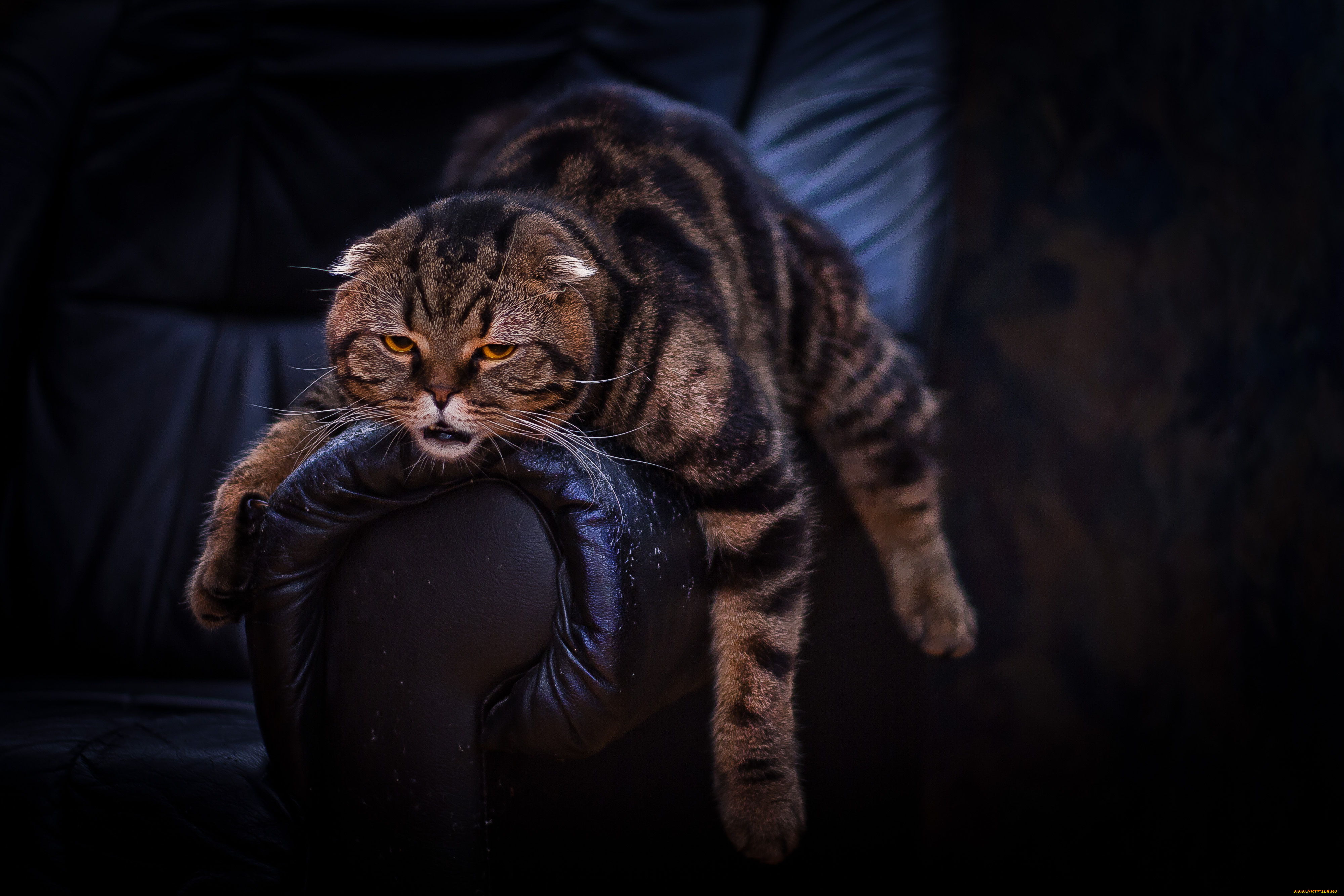 захар, животные, коты