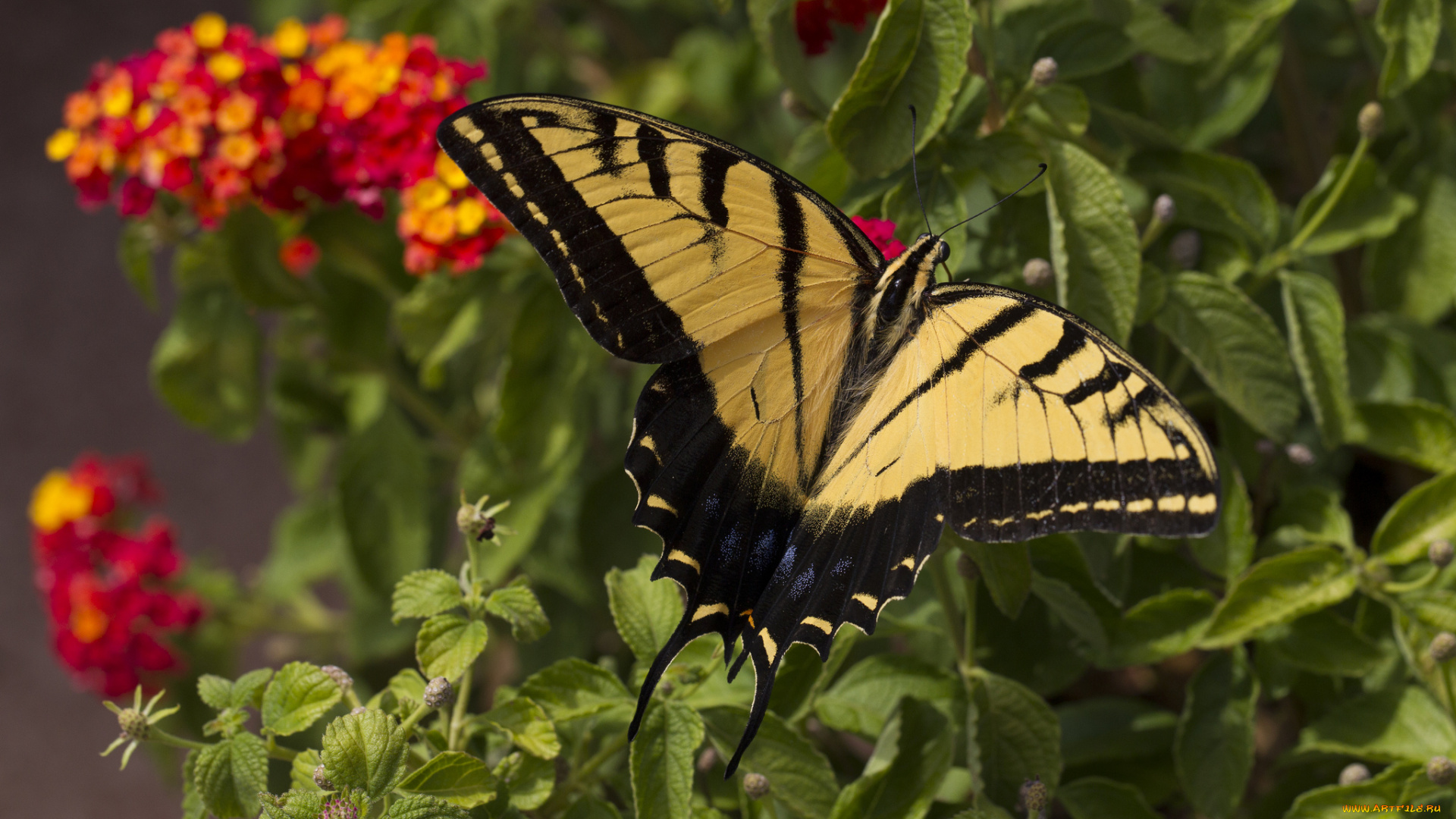 животные, бабочки, , мотыльки, , моли, бабочка