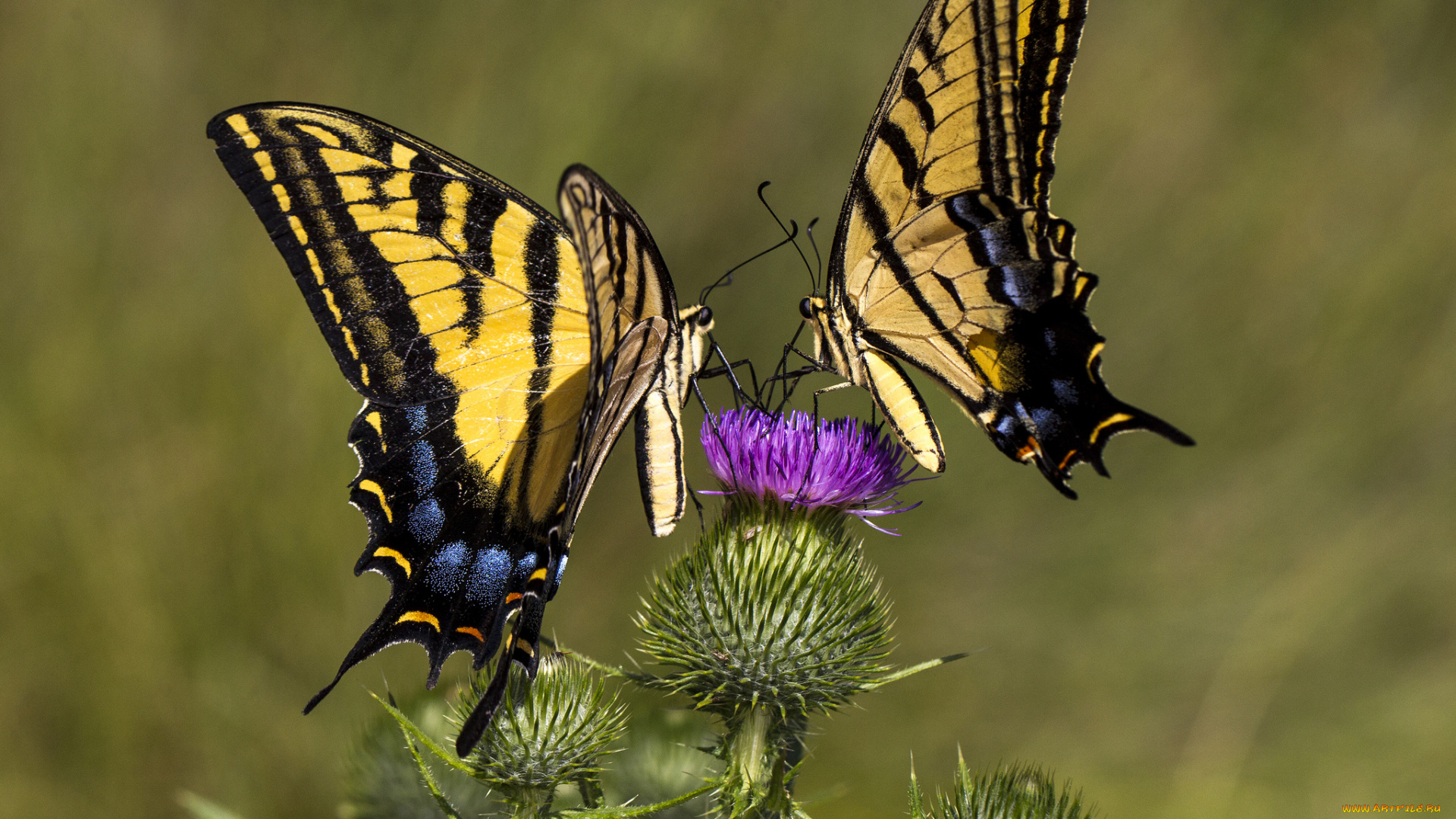 животные, бабочки, , мотыльки, , моли, бабочка