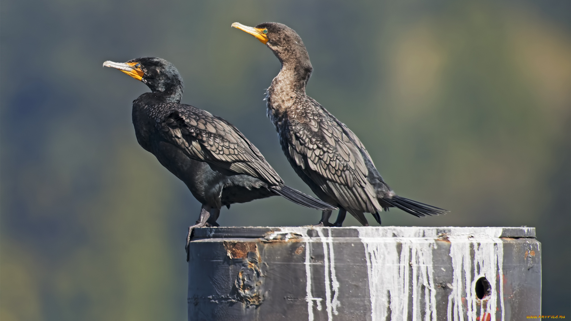 животные, Чайки, , бакланы, , крачки, бакланы