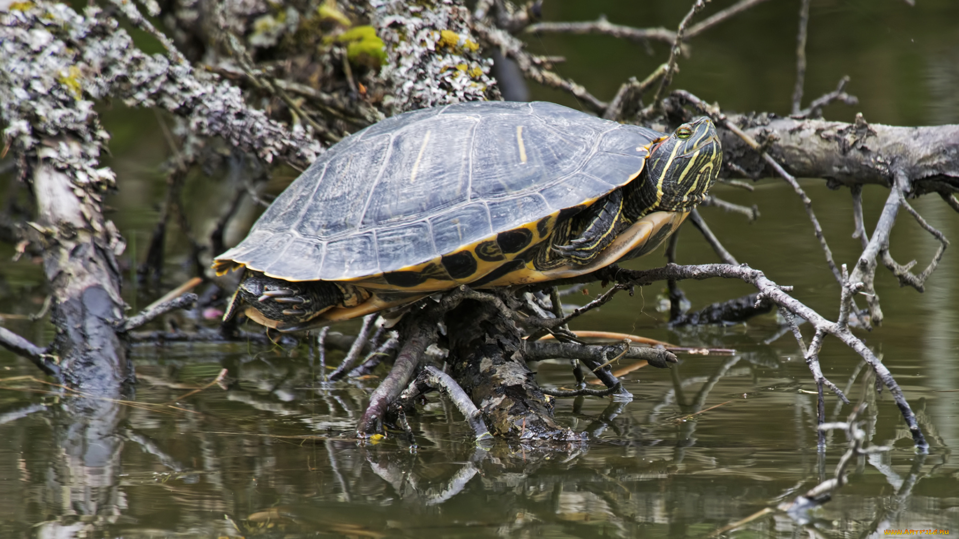 животные, Черепахи, черепаха