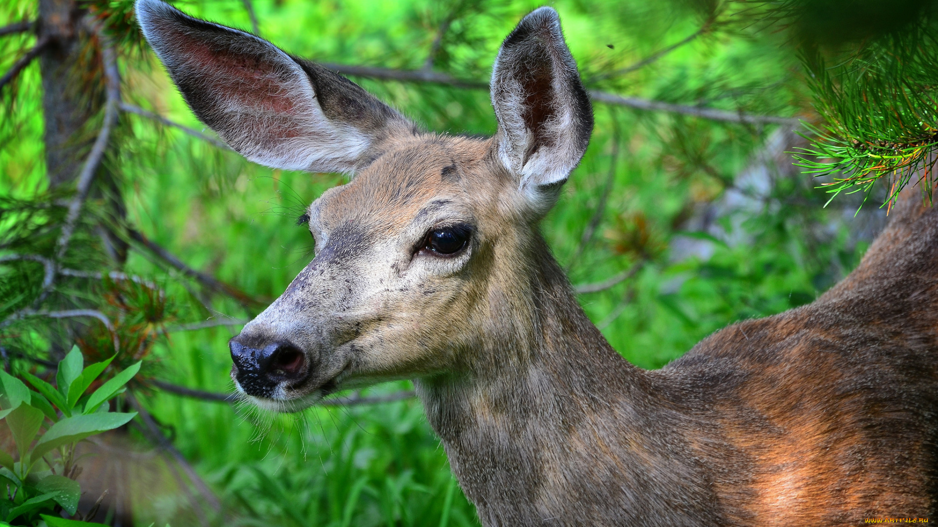 животные, олени, олениха