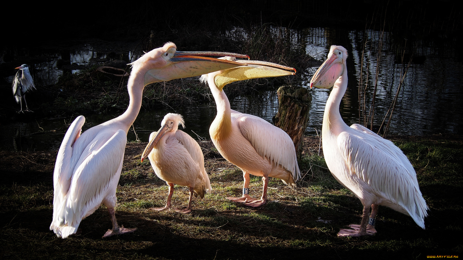 животные, пеликаны