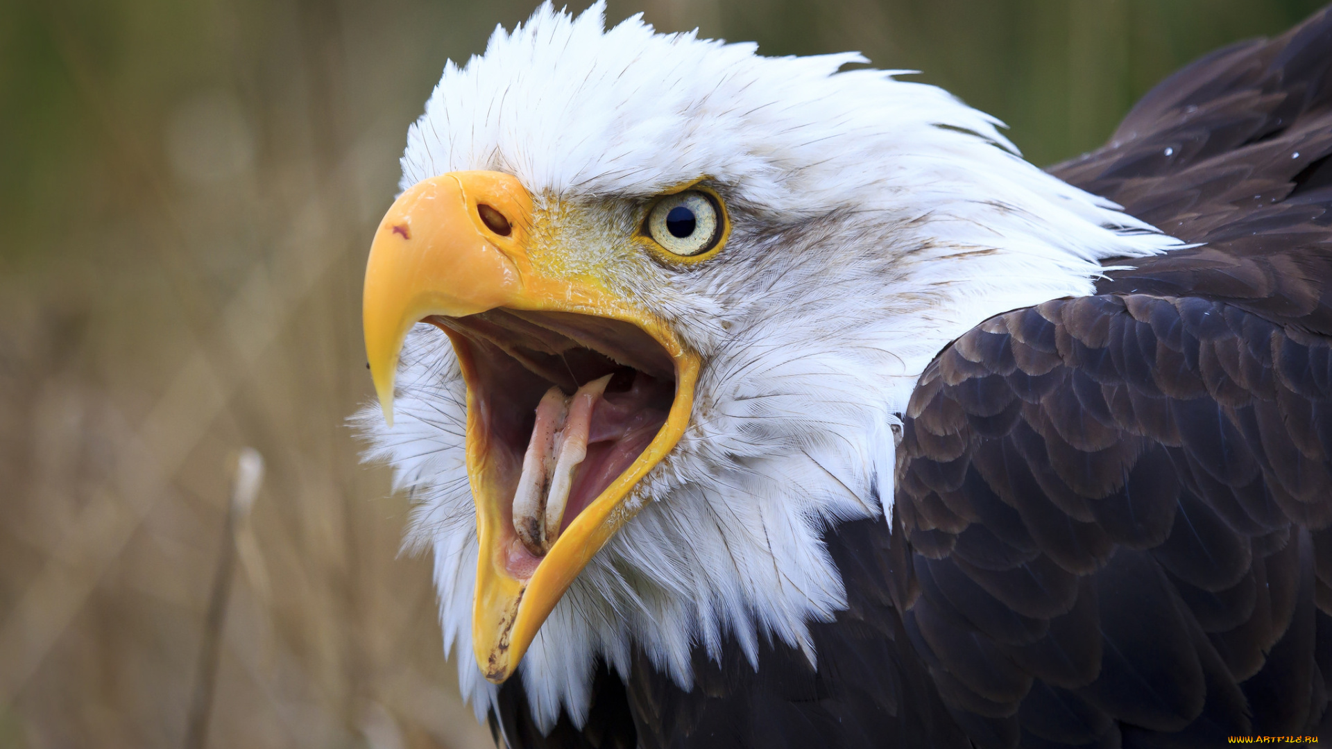 животные, птицы, -, хищники, белоголовый, орлан