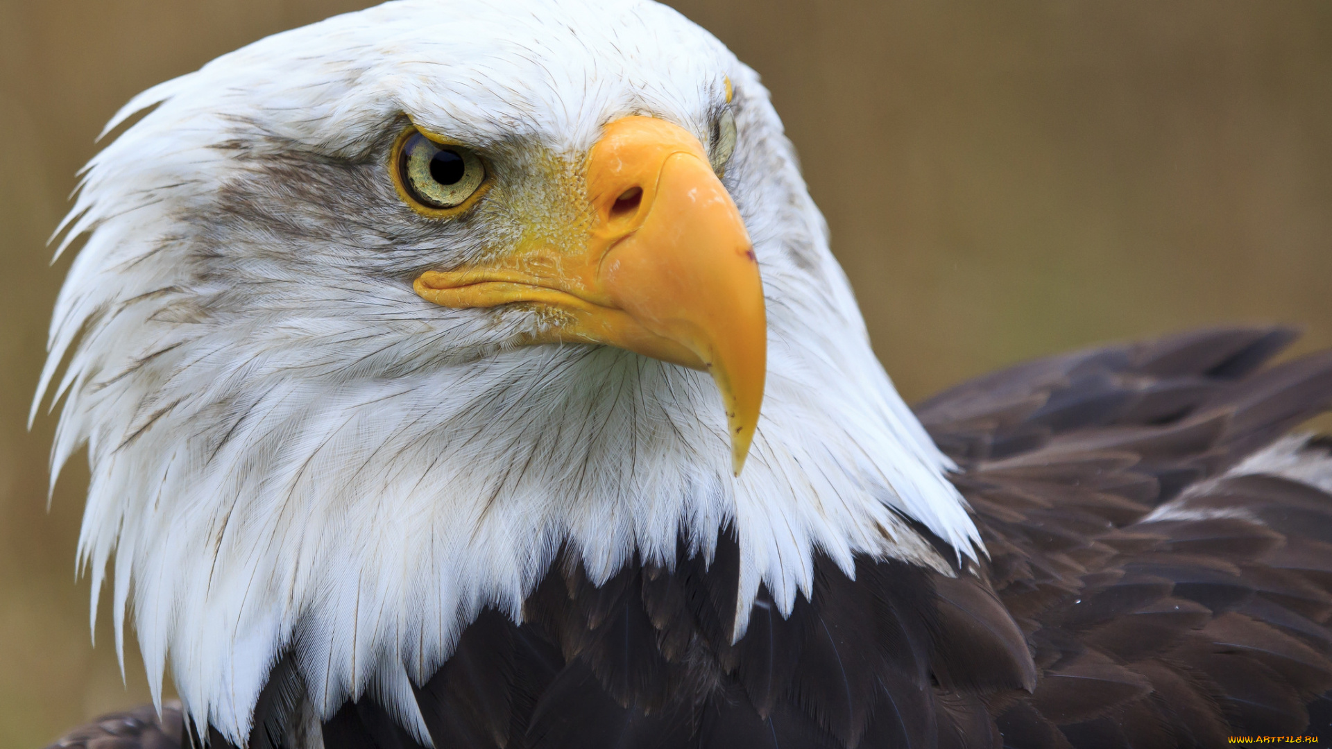 животные, птицы, -, хищники, белоголовый, орлан