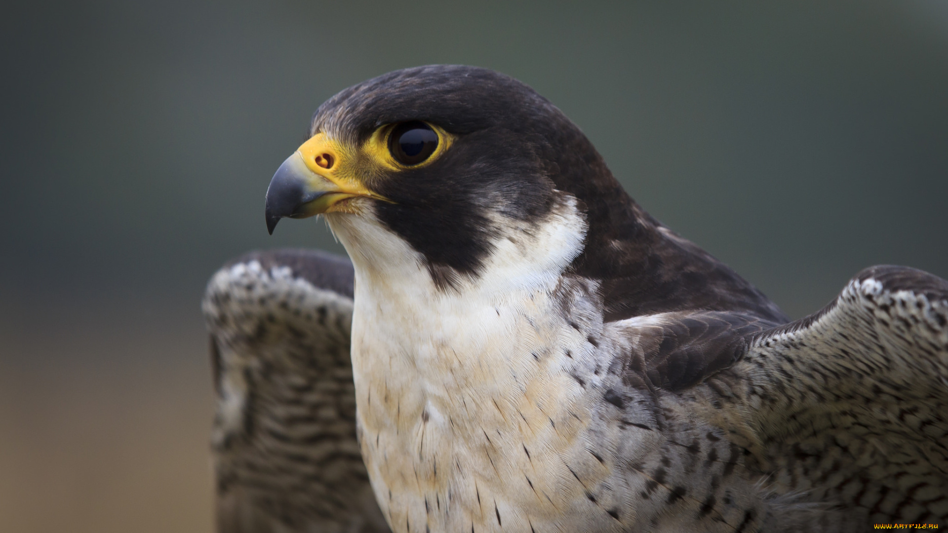 животные, птицы, -, хищники, глаза, клюв, голова