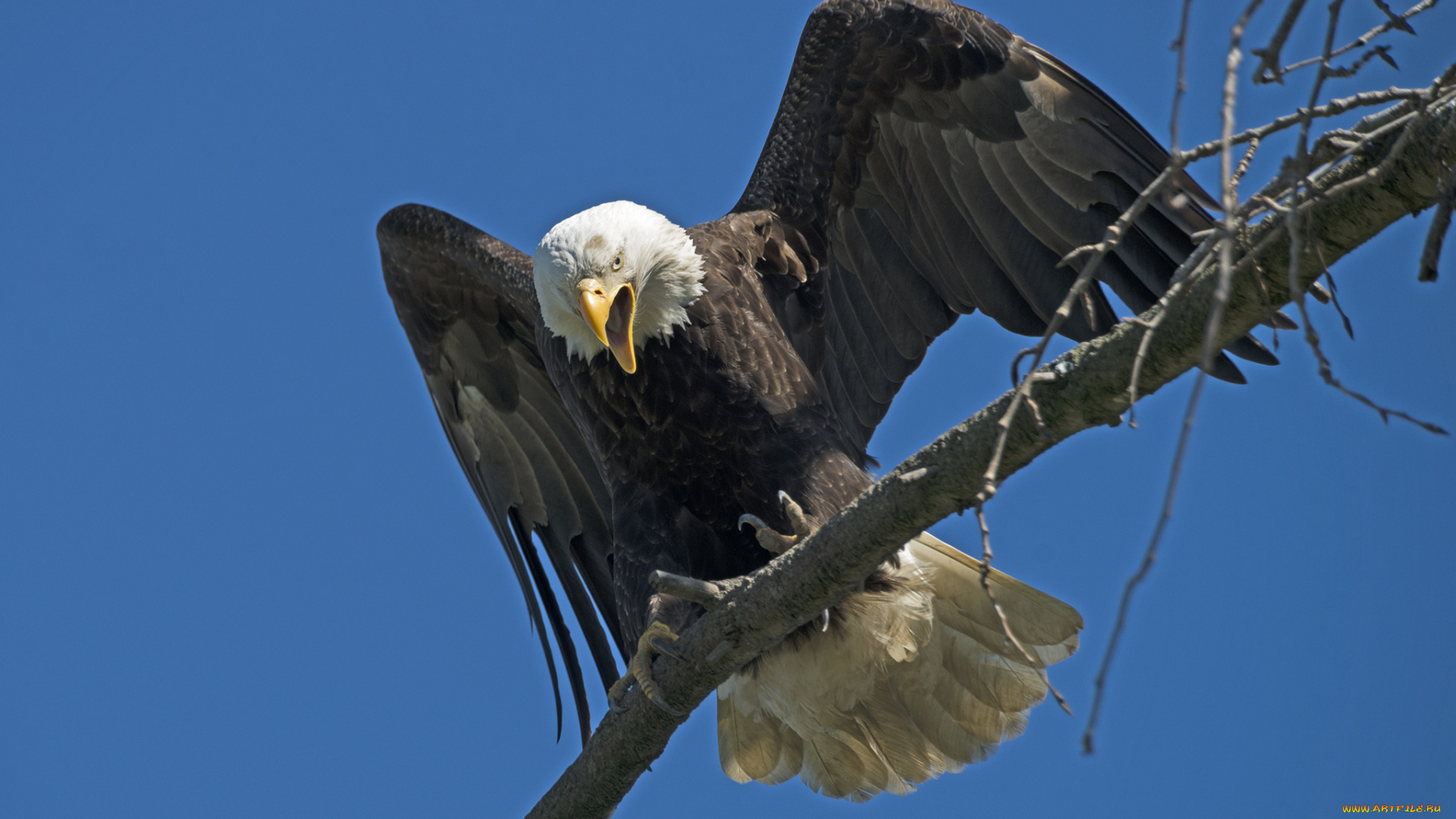 животные, птицы, -, хищники, орлан, белоголовый