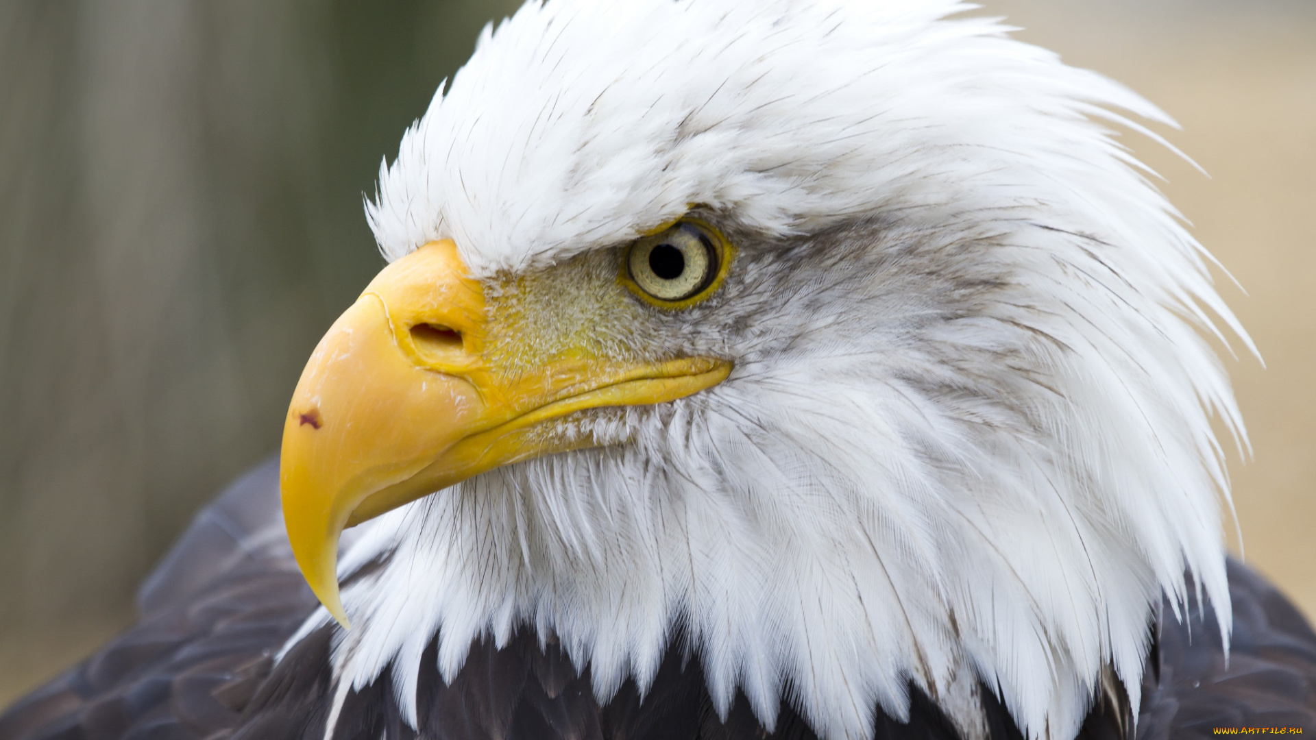 животные, птицы, -, хищники, орлан, белоголовый