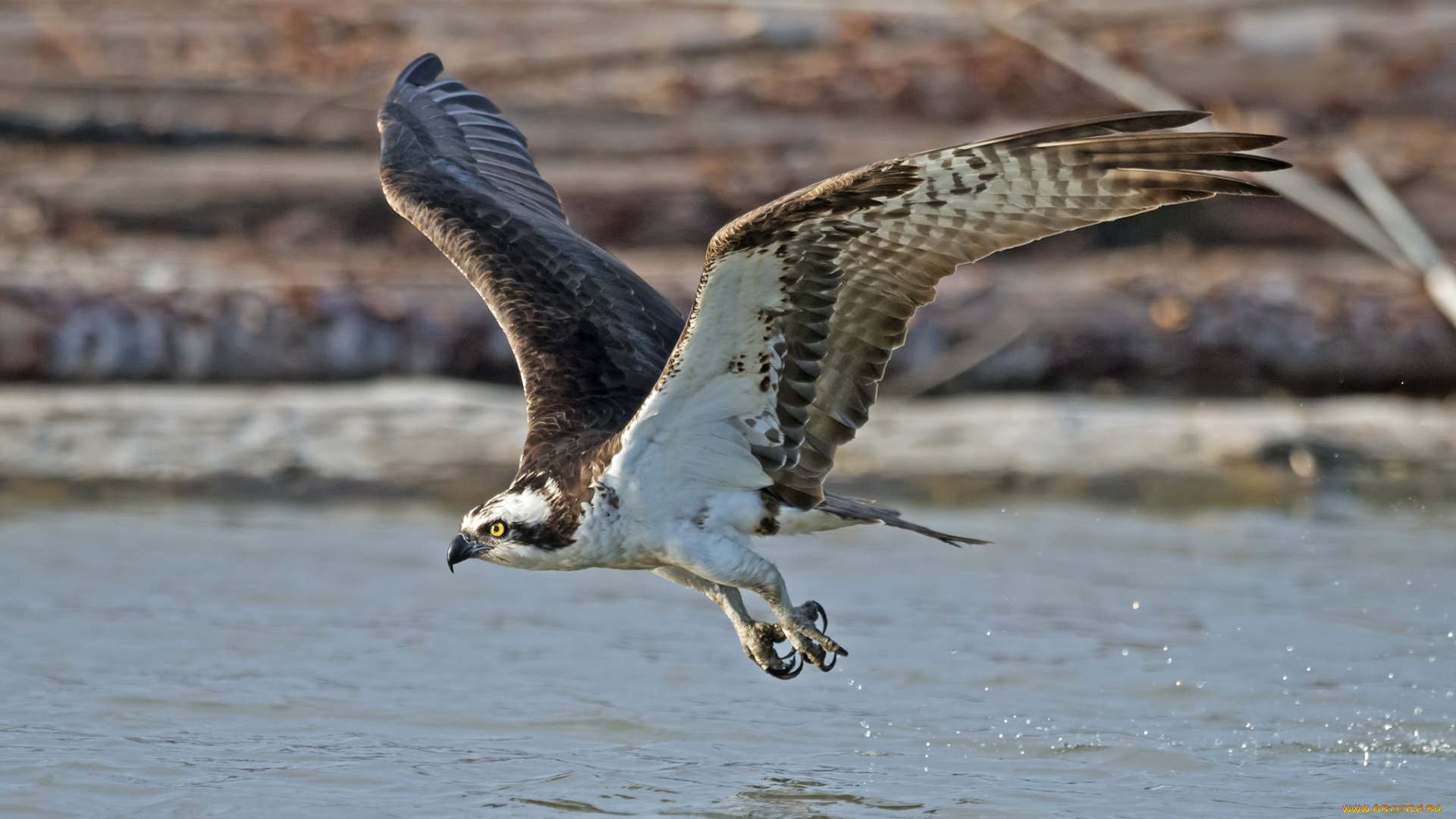 животные, птицы, -, хищники, птичка