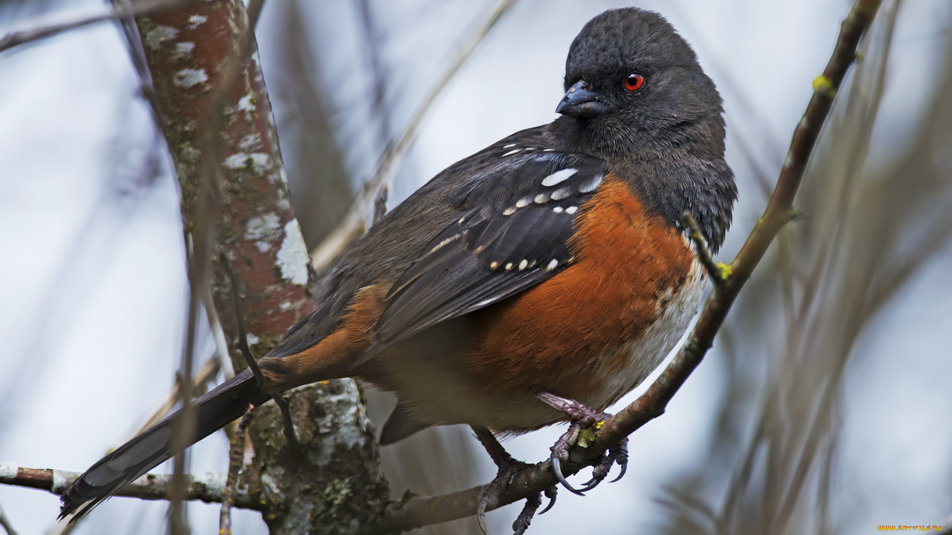 животные, птицы, птичка