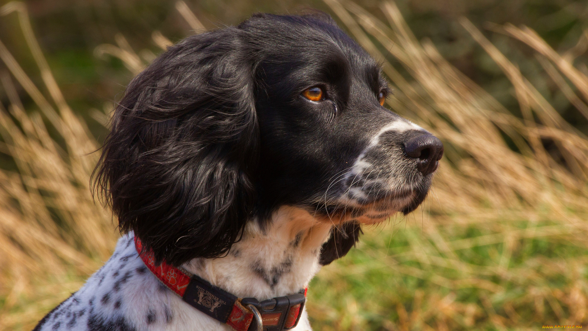 животные, собаки, пес