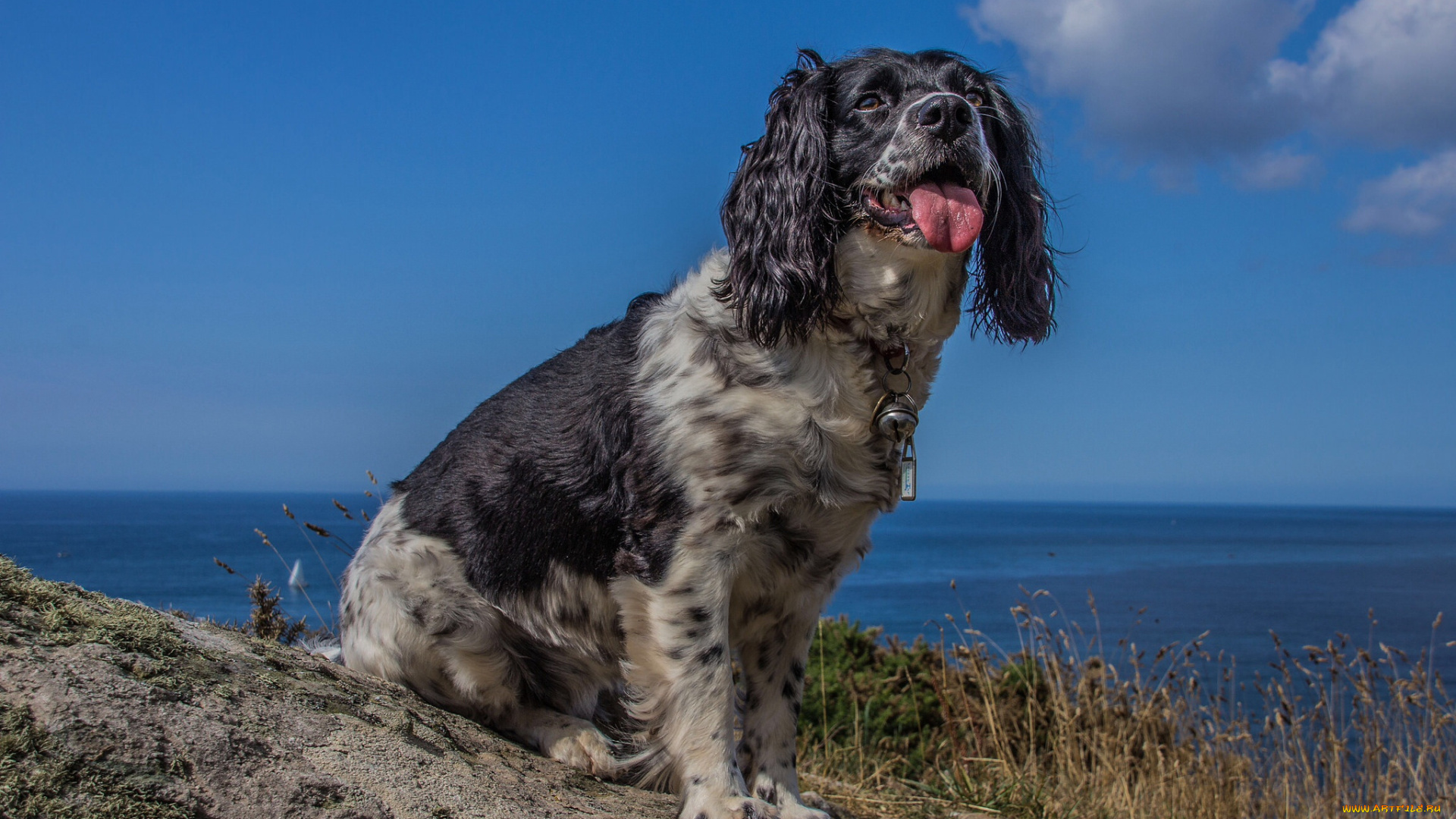 животные, собаки, пес