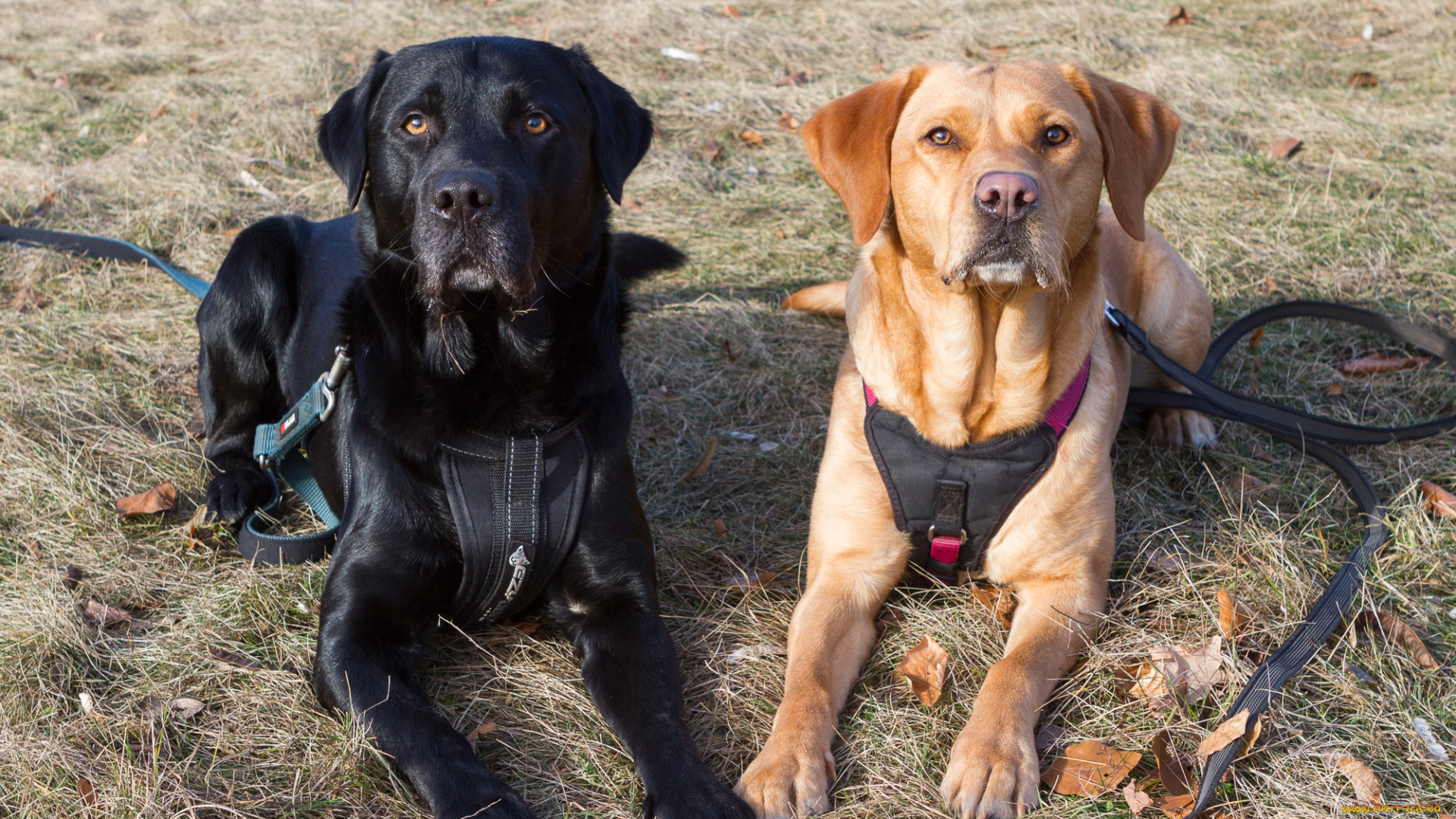 животные, собаки, собачки
