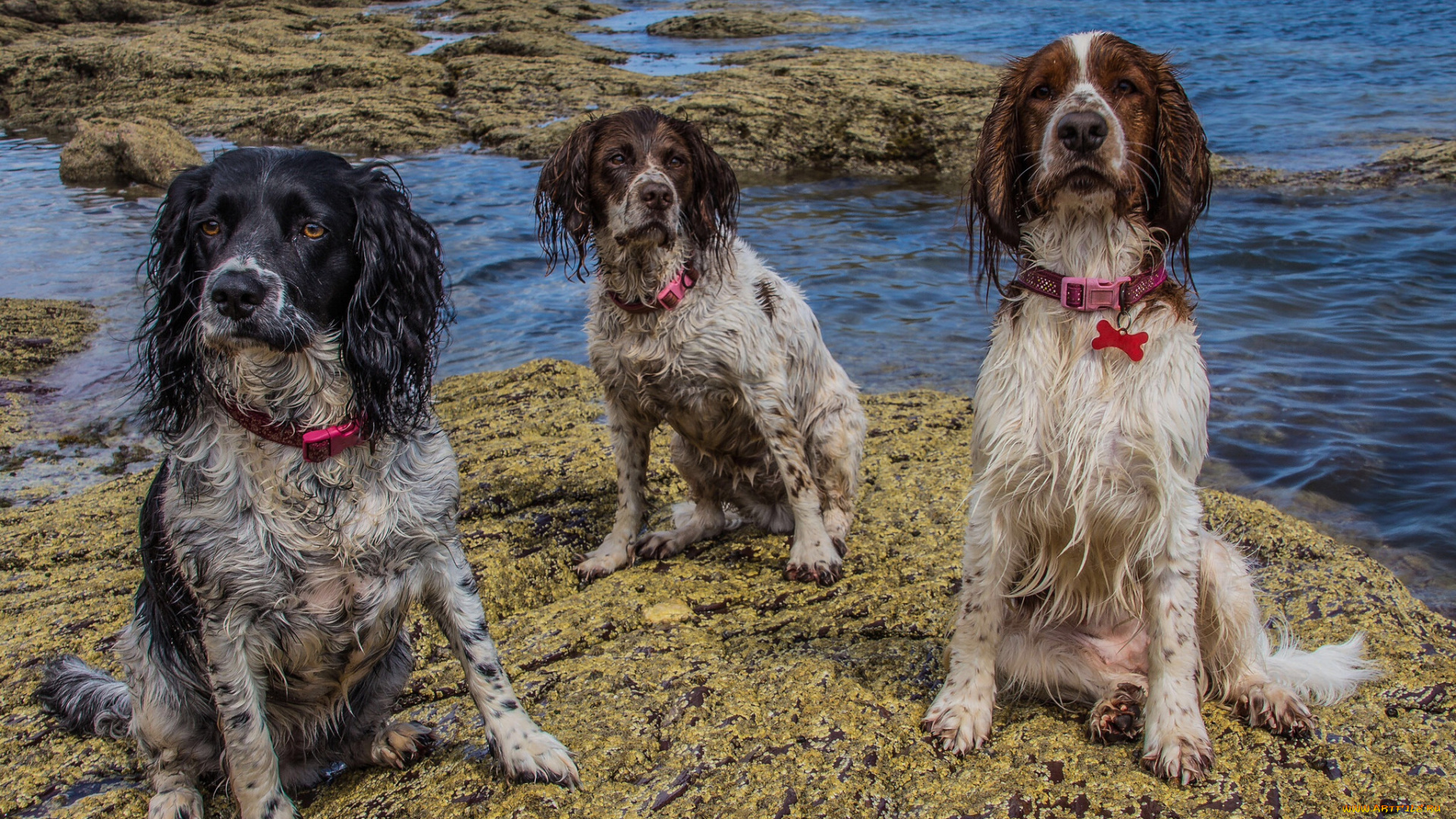 животные, собаки, собачки