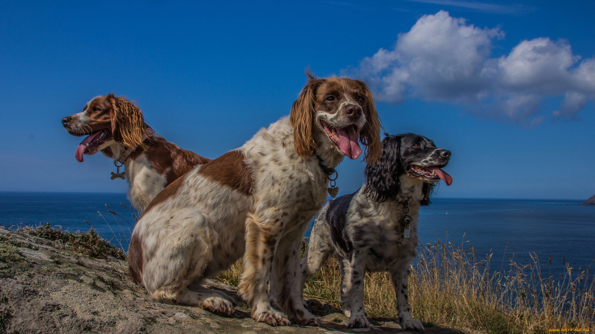животные, собаки, собачки