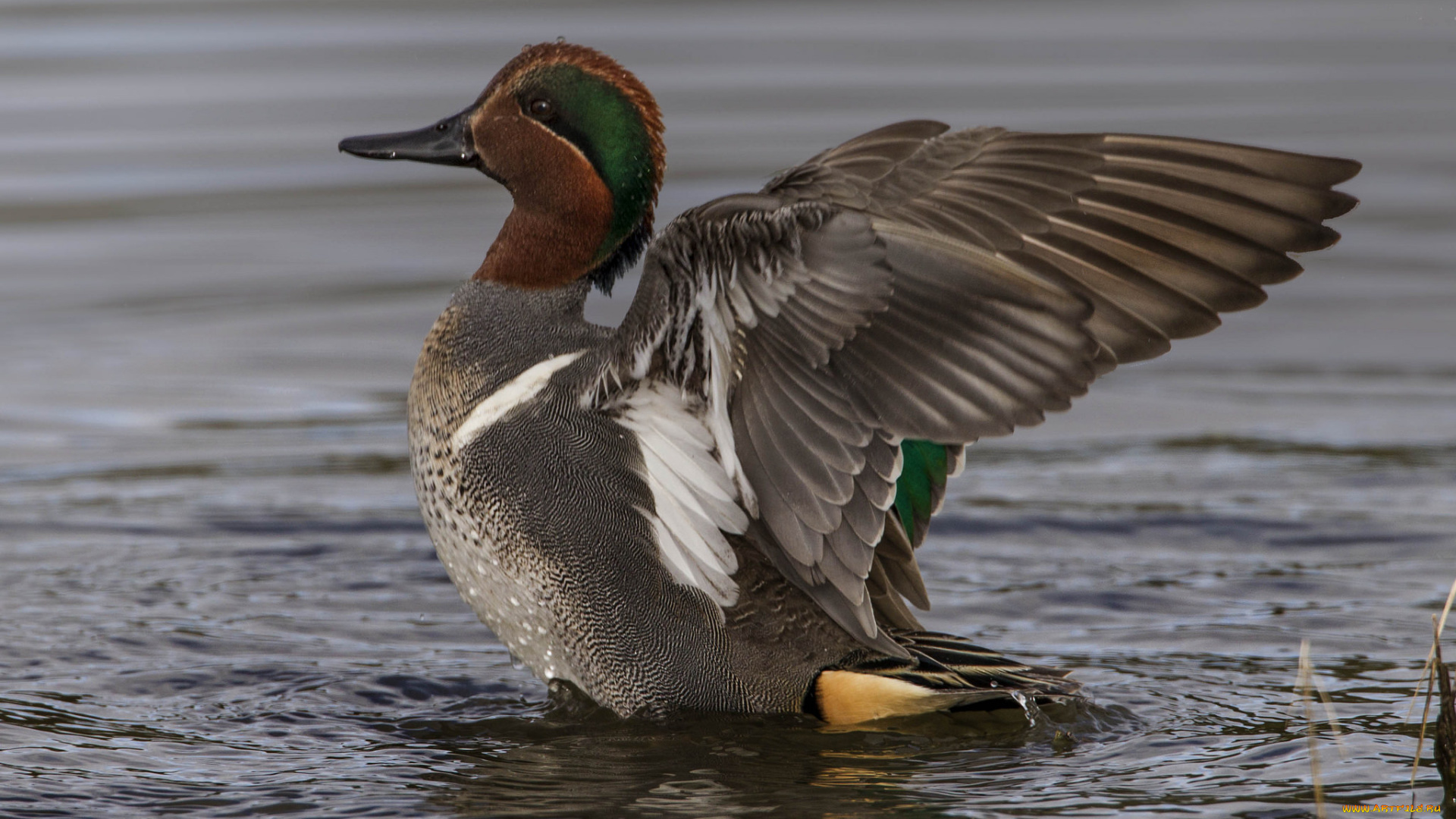 животные, утки, утка