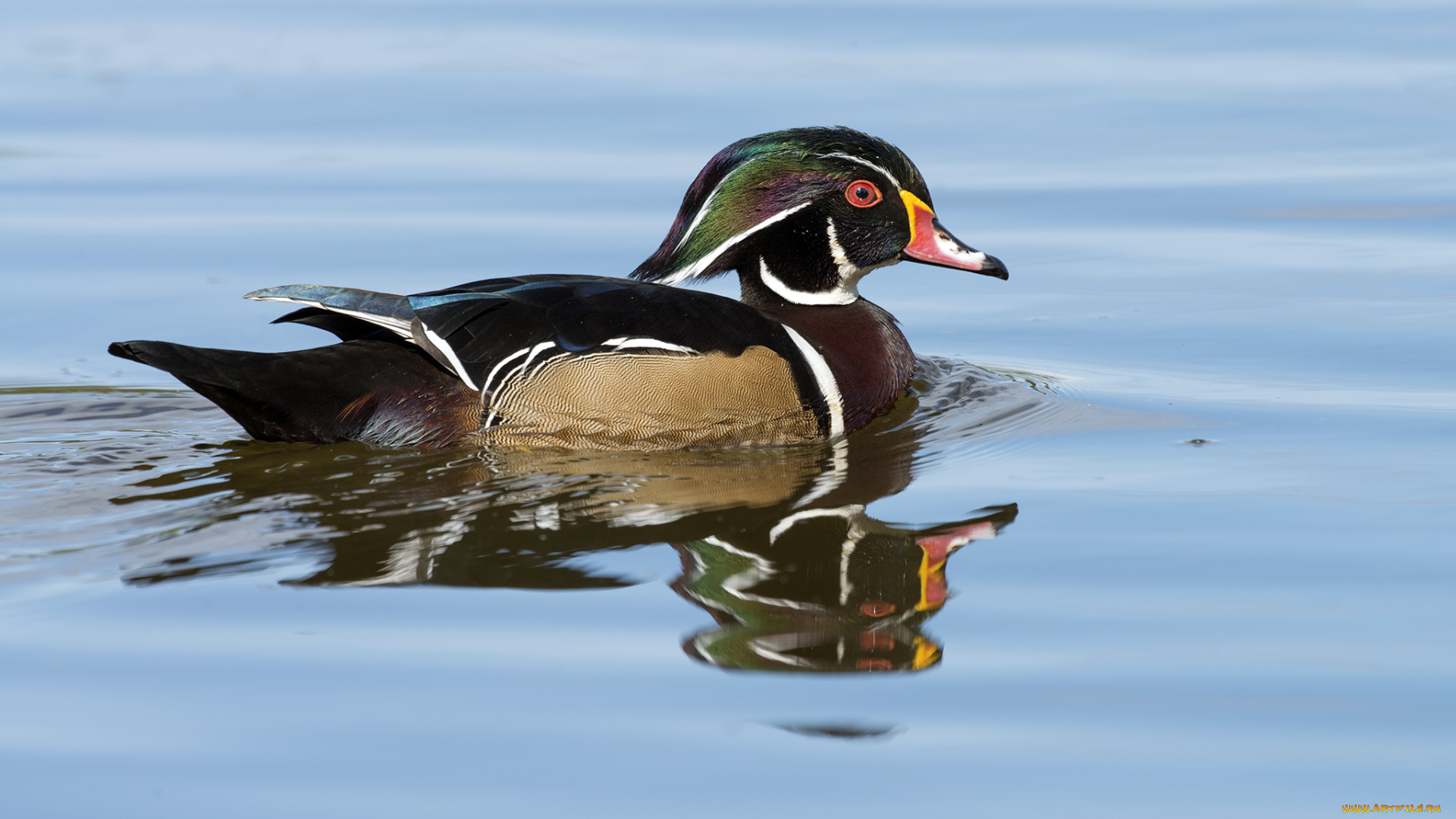 животные, утки, утка