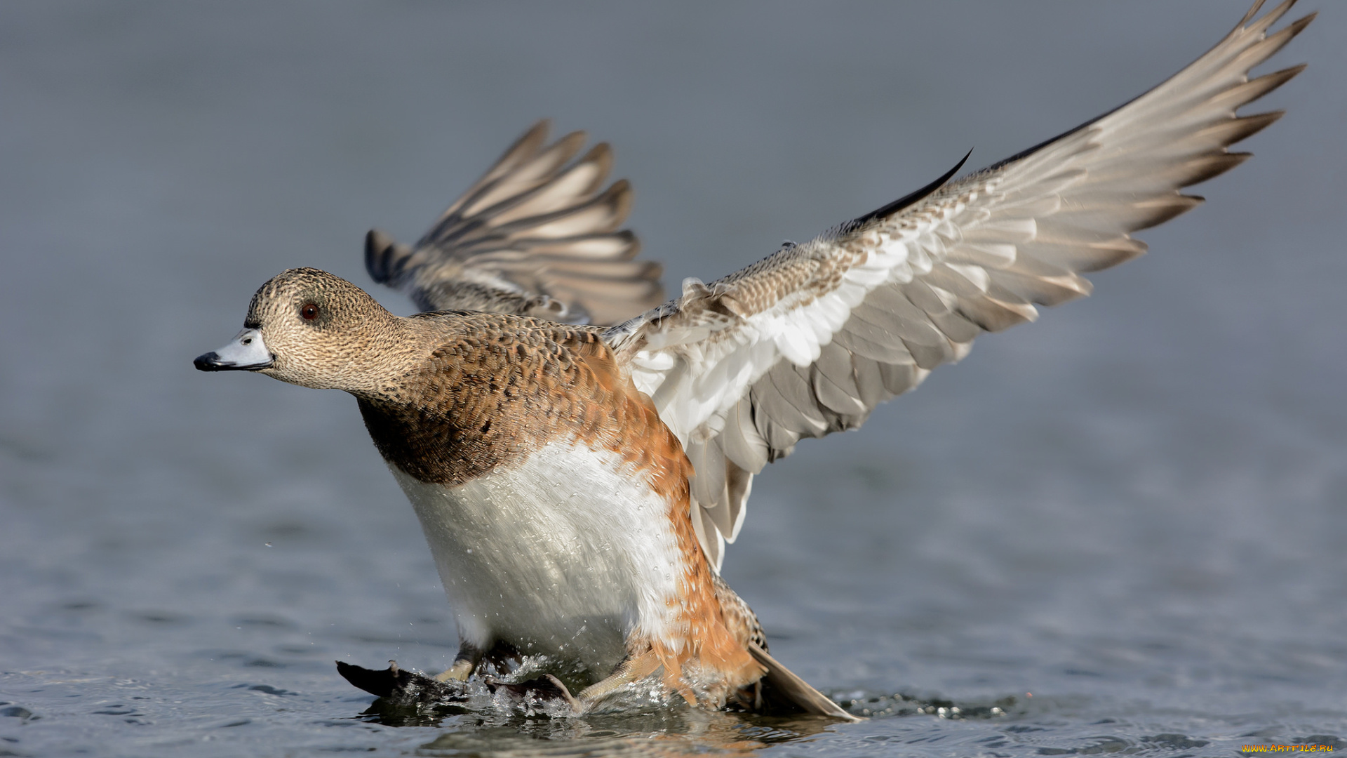 животные, утки, утка