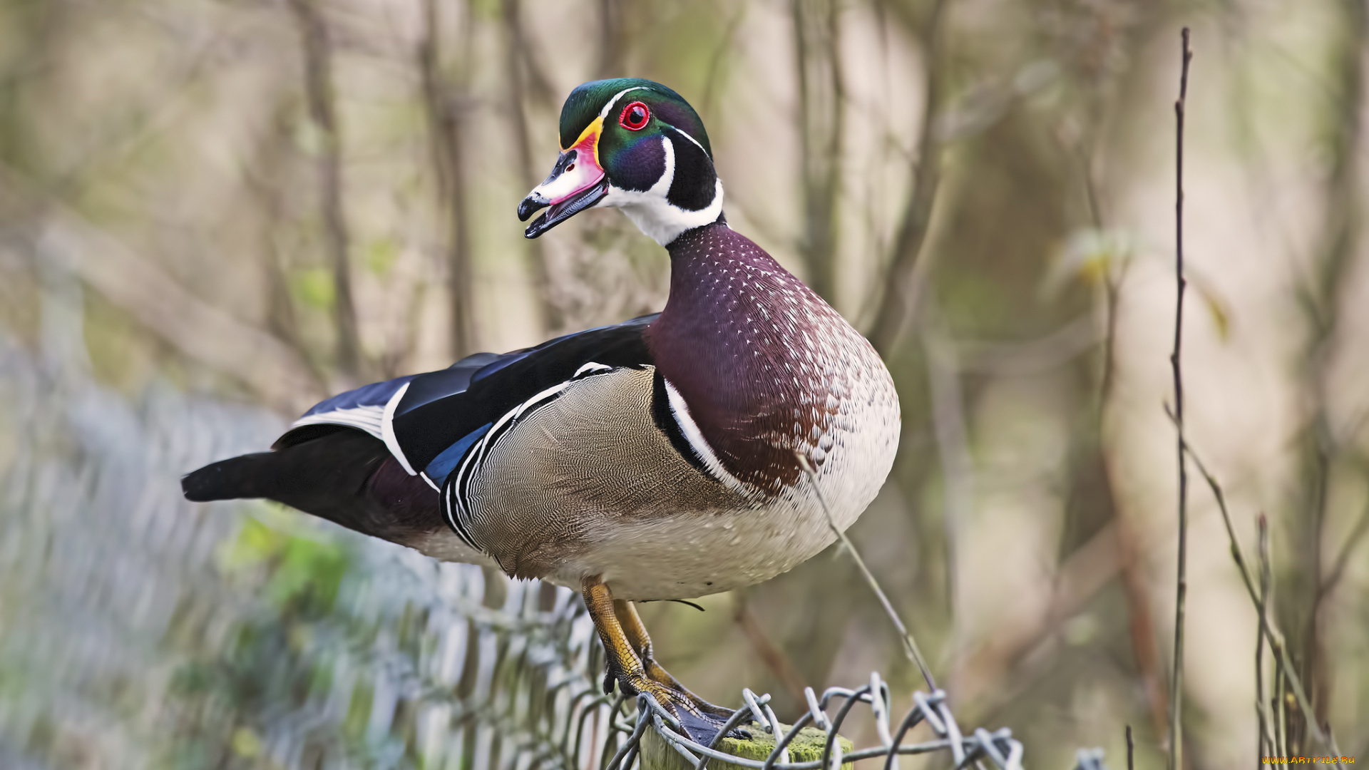 животные, утки, утка