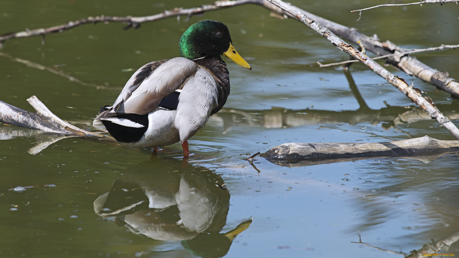 животные, утки, утка