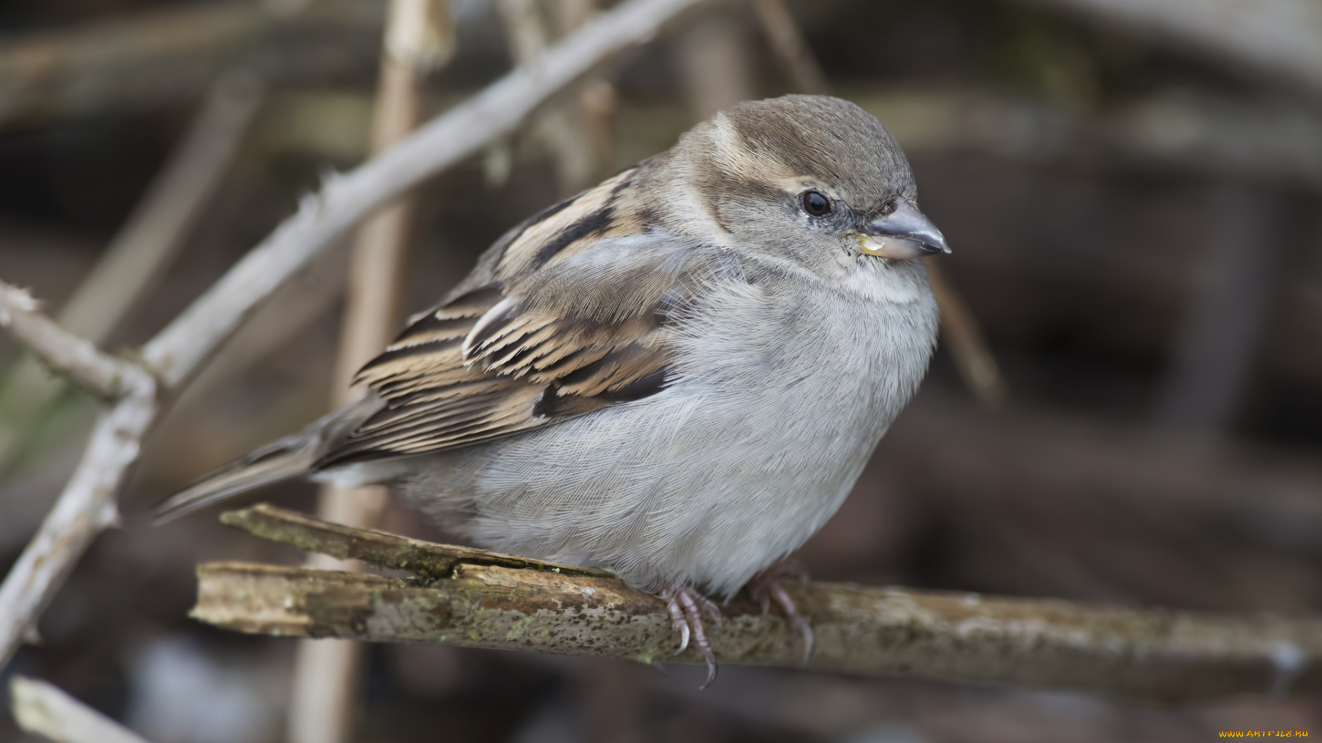 животные, воробьи, птичка