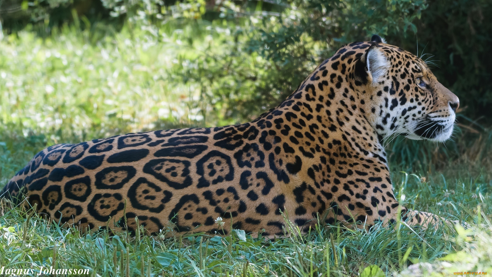 животные, Ягуары, отдых, лежит, профиль, пятна