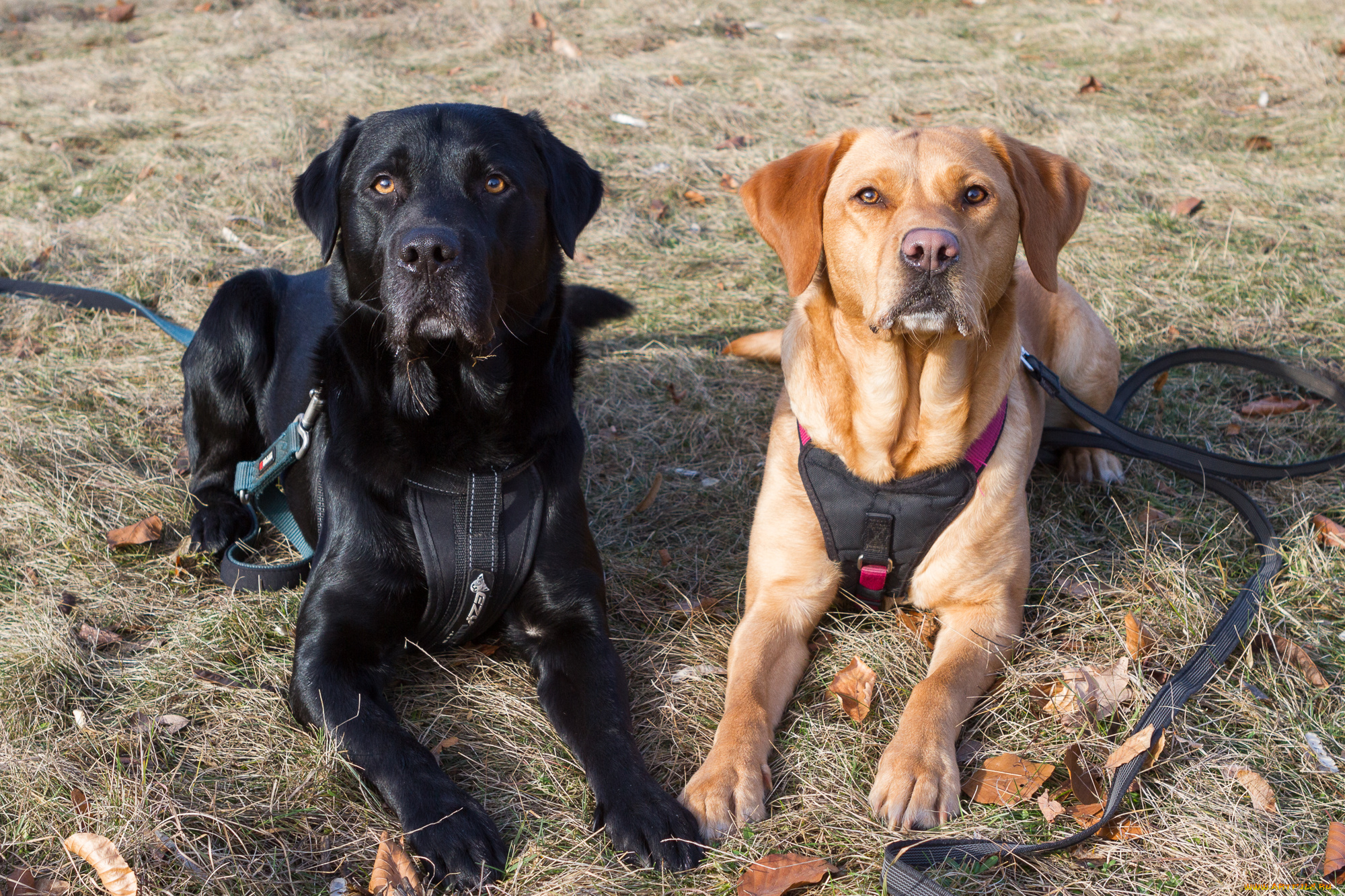 животные, собаки, собачки