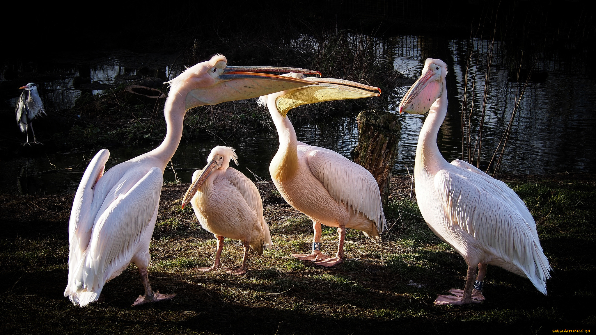 животные, пеликаны