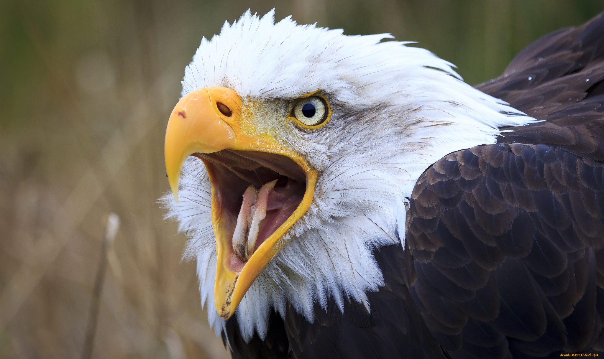 животные, птицы, -, хищники, белоголовый, орлан