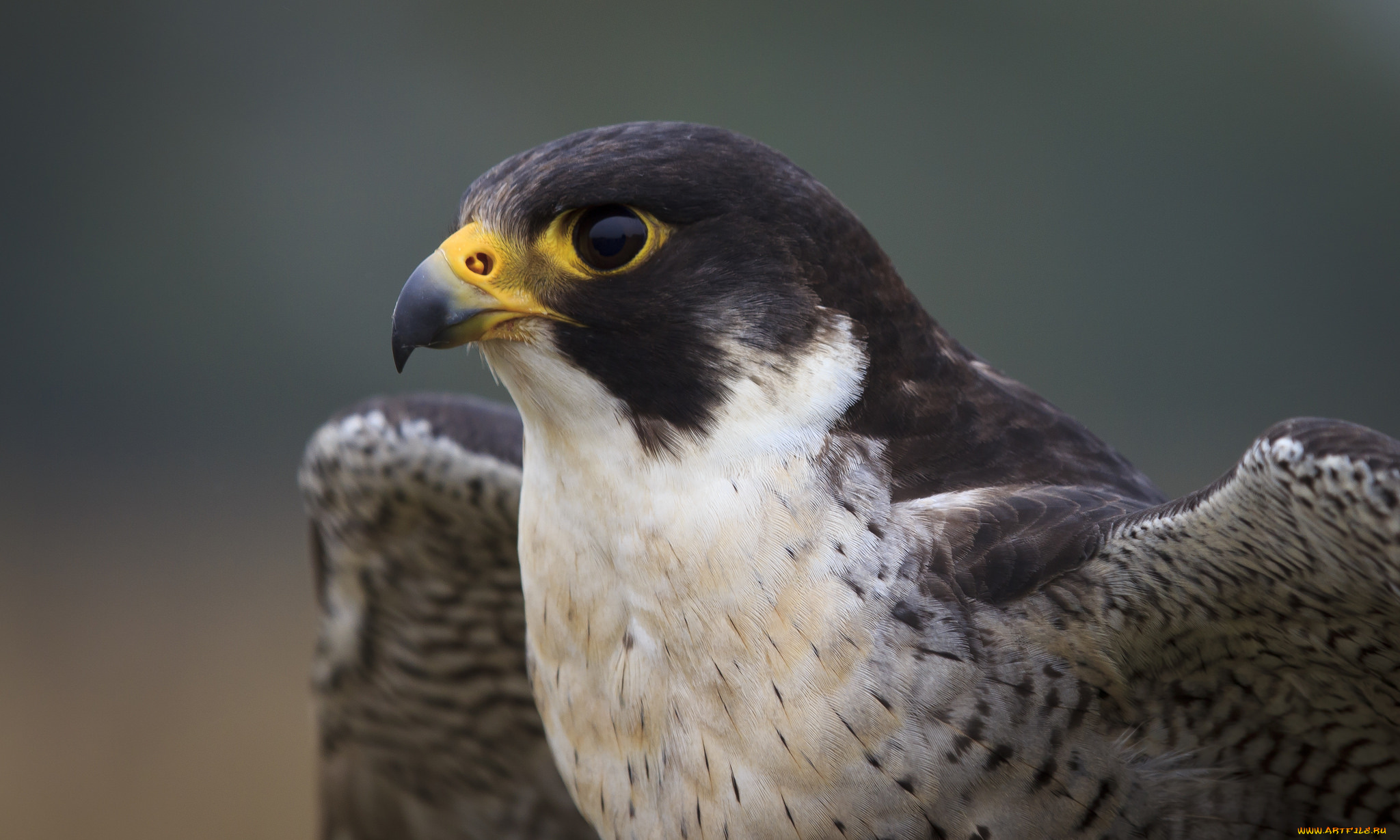животные, птицы, -, хищники, глаза, клюв, голова