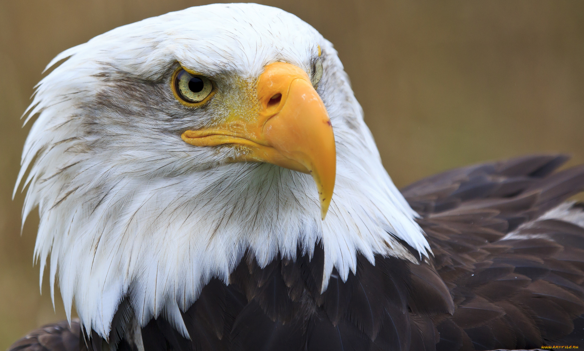 животные, птицы, -, хищники, белоголовый, орлан