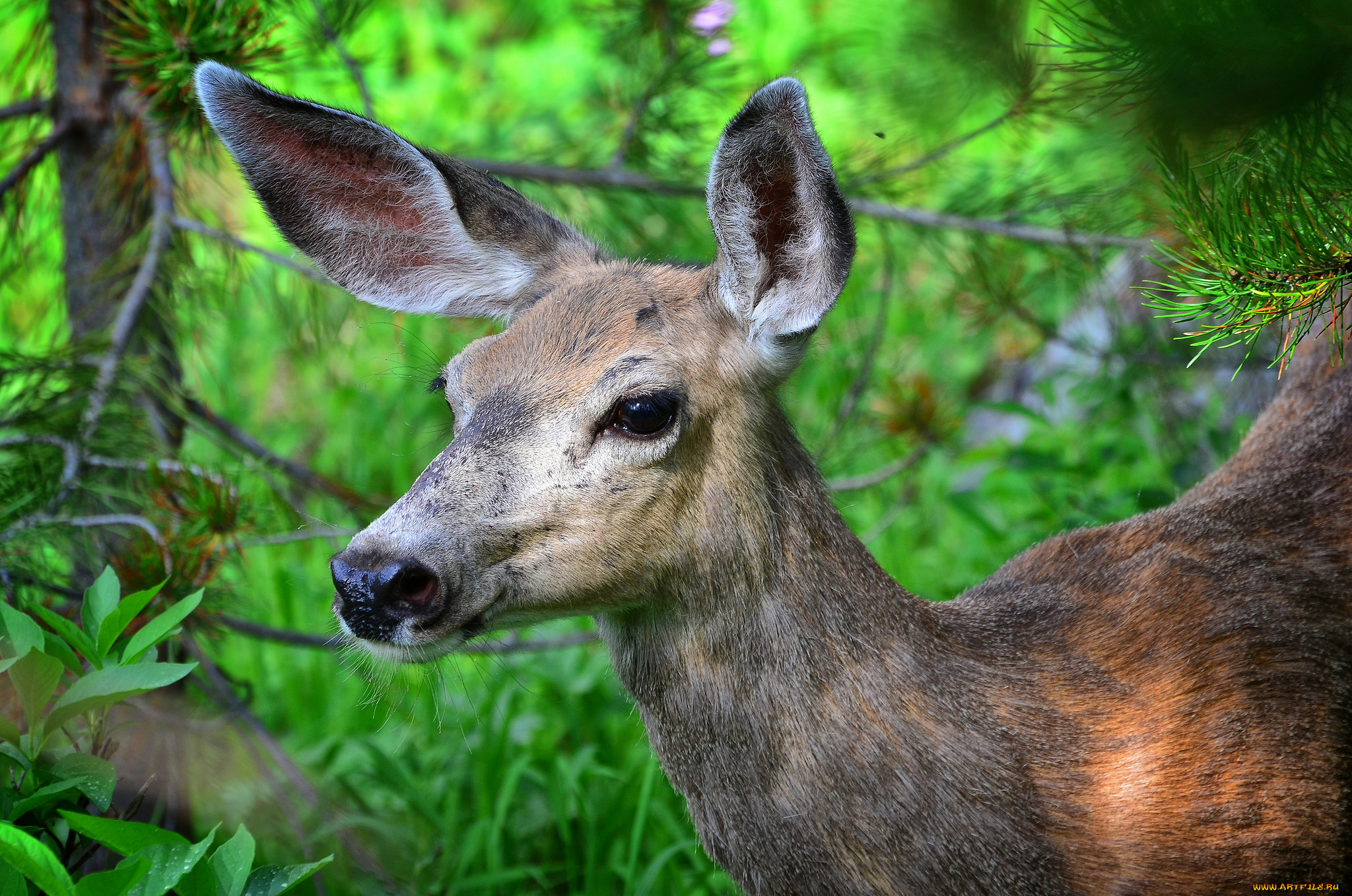 животные, олени, олениха